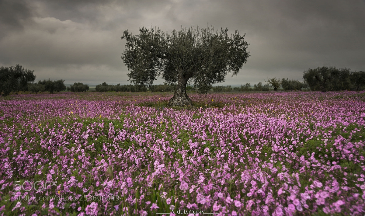 Nikon D7100 sample photo. Violet flowers sea photography