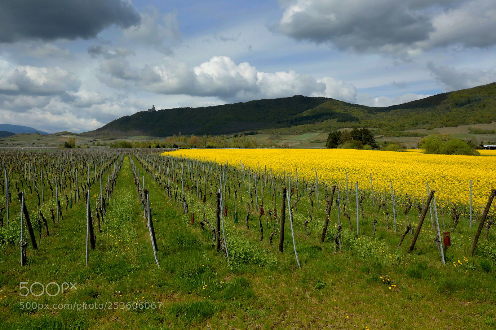 Canon EF 24-70mm F4L IS USM sample photo. Spring in alsace photography