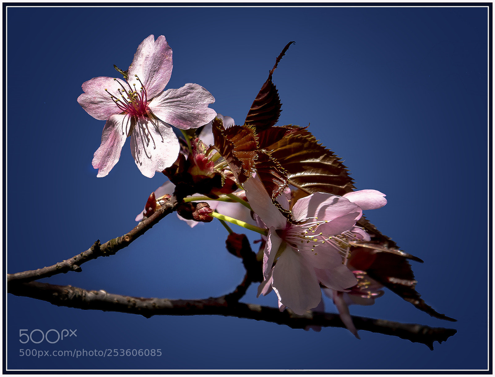 Canon EOS 7D Mark II sample photo. Prunus photography
