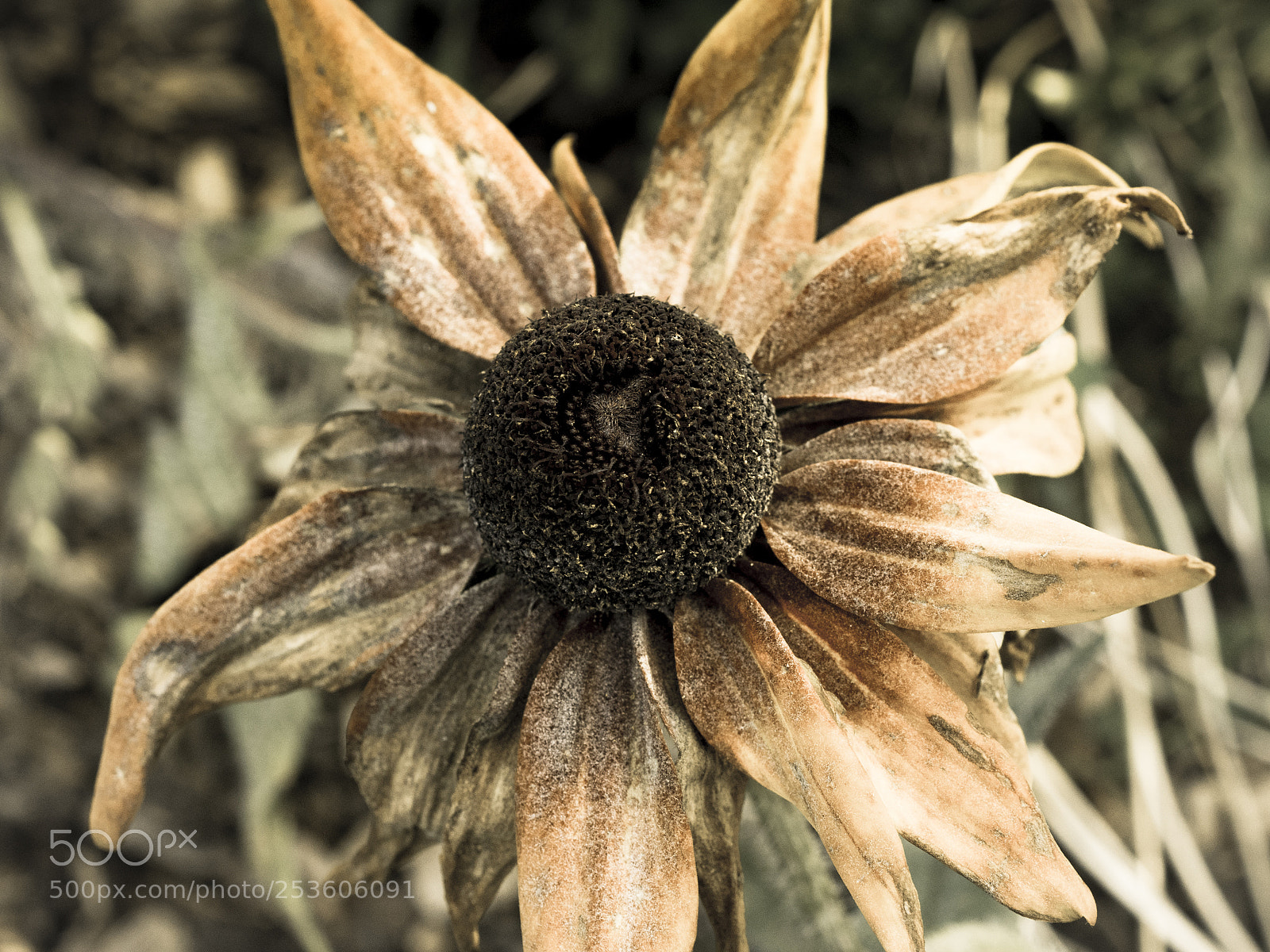 Olympus OM-D E-M1 sample photo. Flower ending blooming photography
