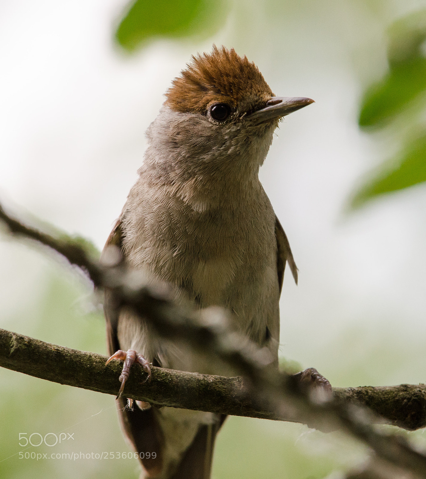 Nikon D5100 sample photo. Blackcap stodmarsh nnr photography