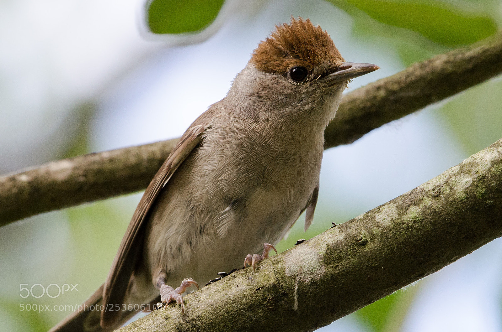 Nikon D5100 sample photo. Blackcap stodmarsh nnr photography