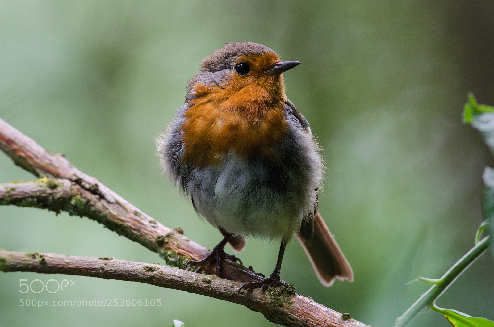 Nikon D5100 sample photo. European robin stodmarsh nnr photography