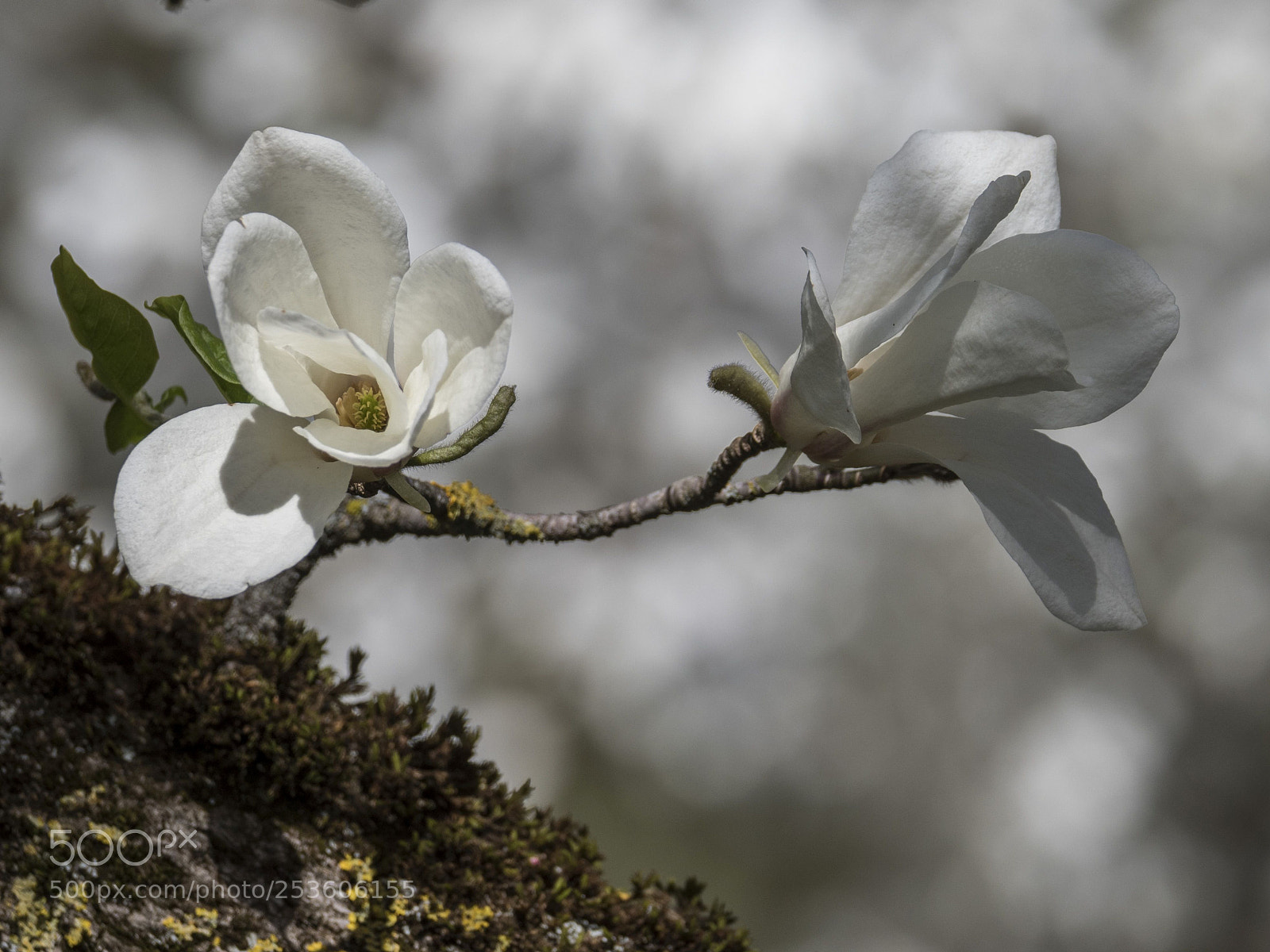 Olympus OM-D E-M1 Mark II sample photo. Pure white photography