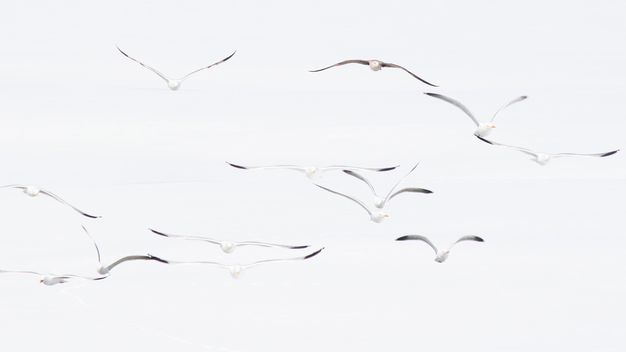 Canon EF-S 55-250mm F4-5.6 IS II sample photo. Gulls photography