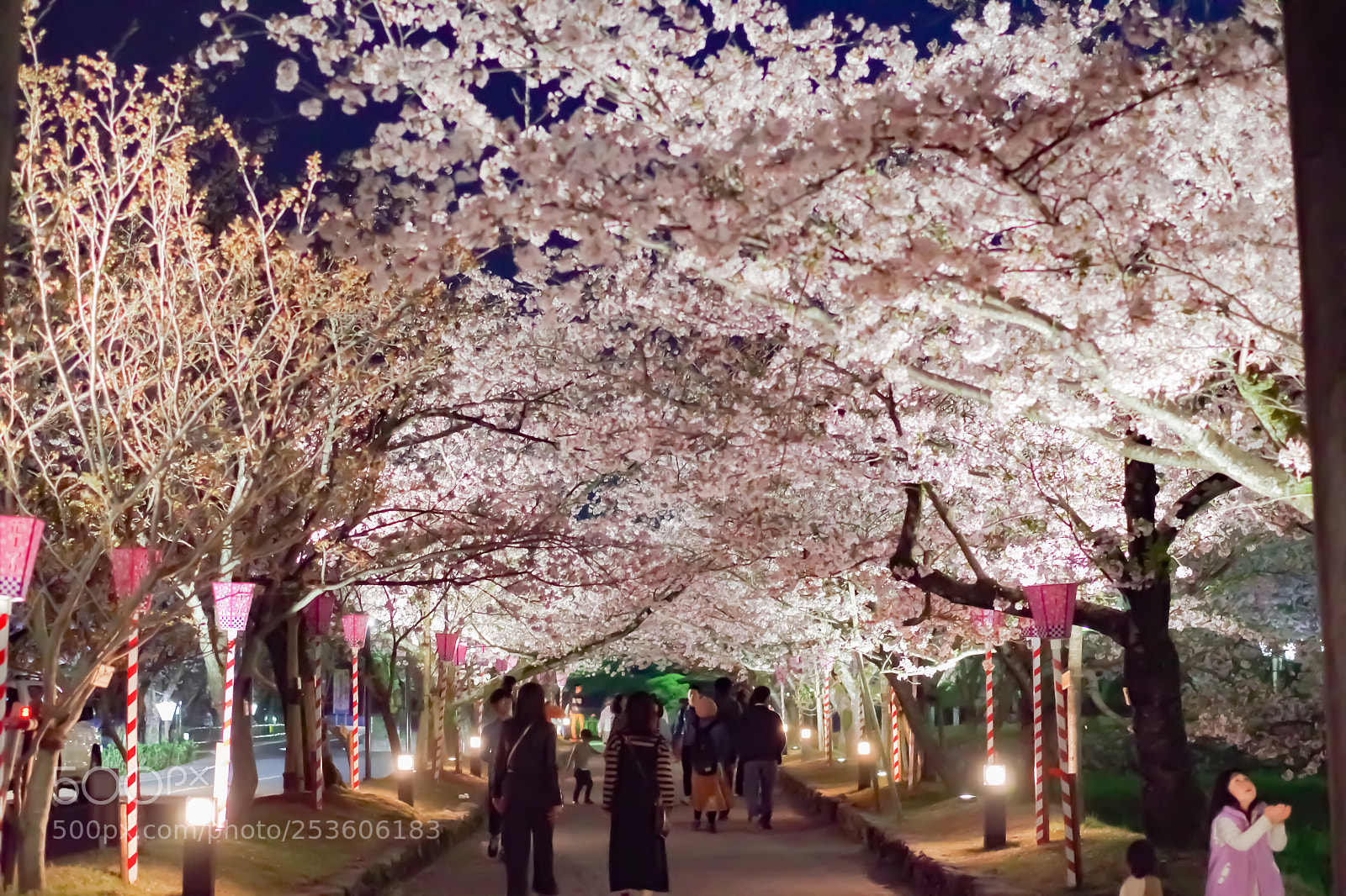 Pentax K-S2 sample photo. Good-bye, sakura photography