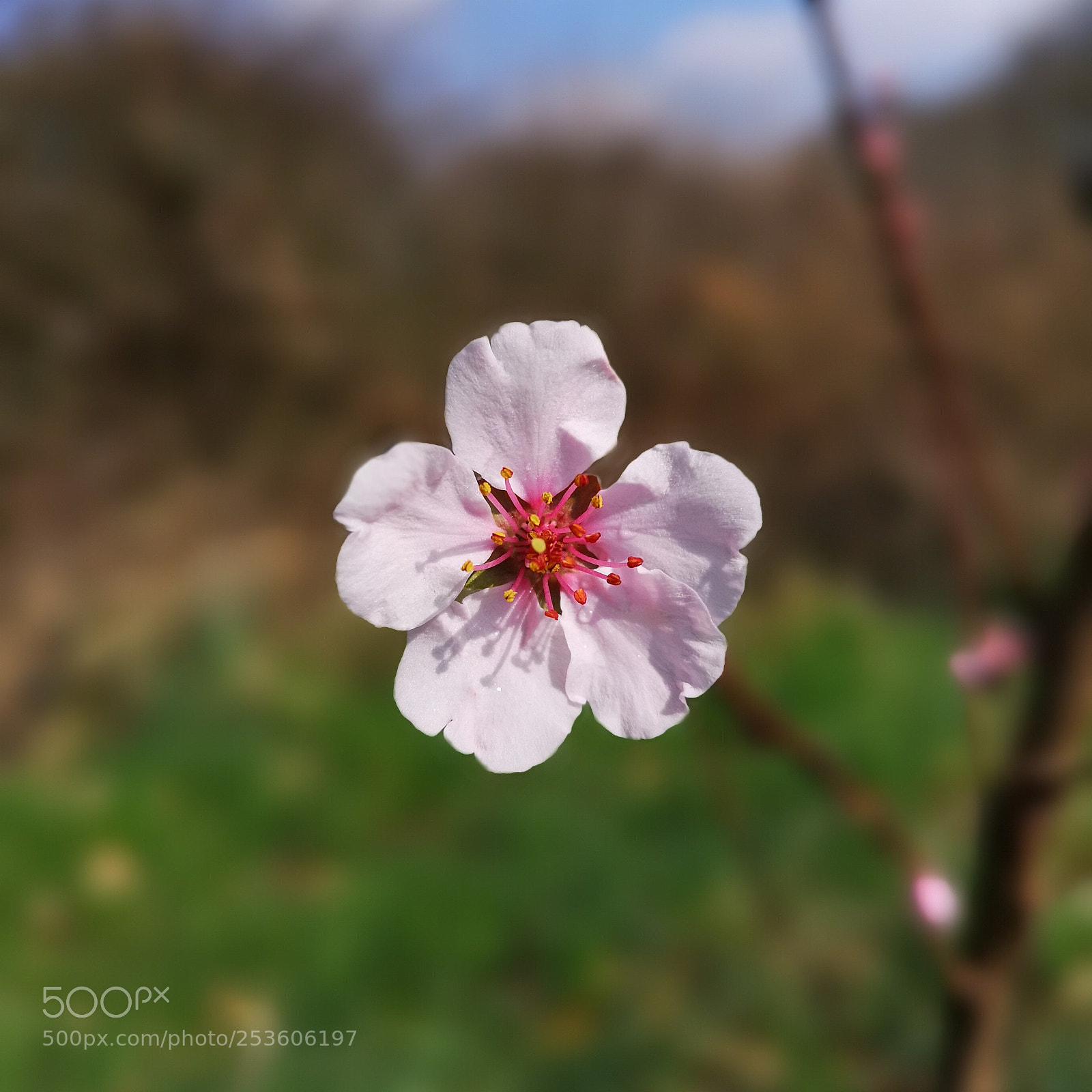 HUAWEI CLT-L09 sample photo. Almond blossom photography