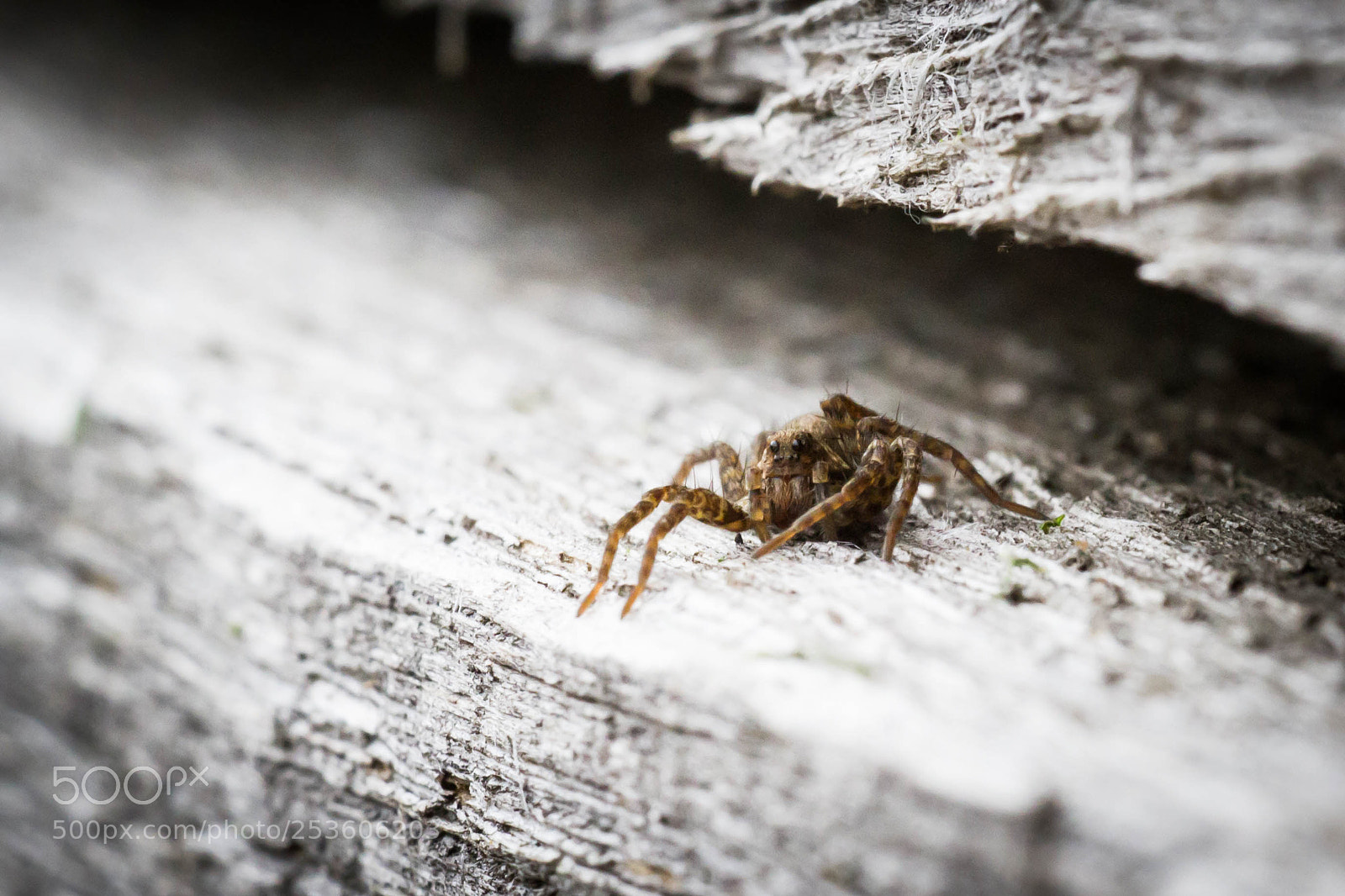 Canon EOS 7D sample photo. Les yeux dans les photography