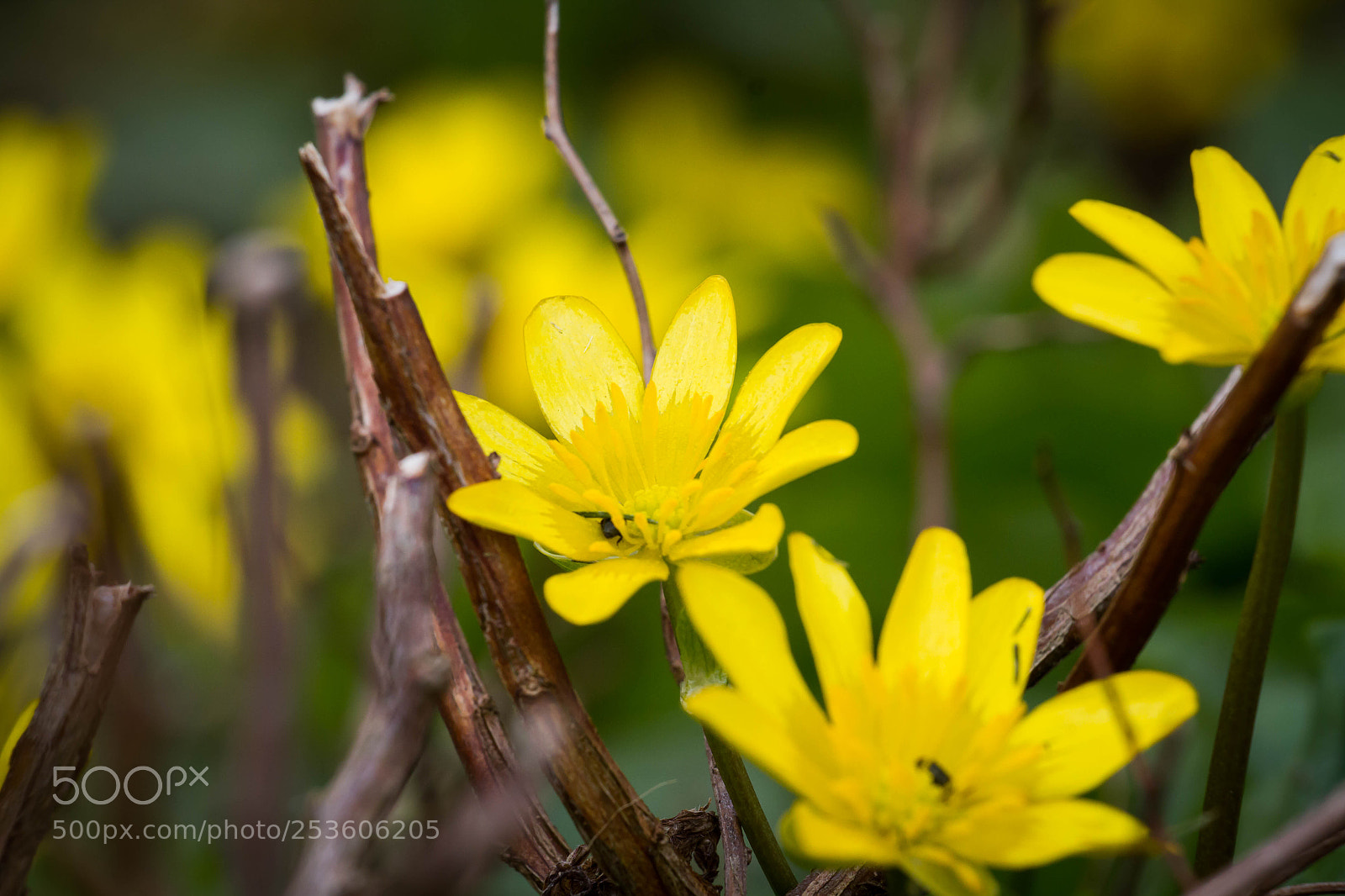 Canon EOS 7D sample photo. Nature photography