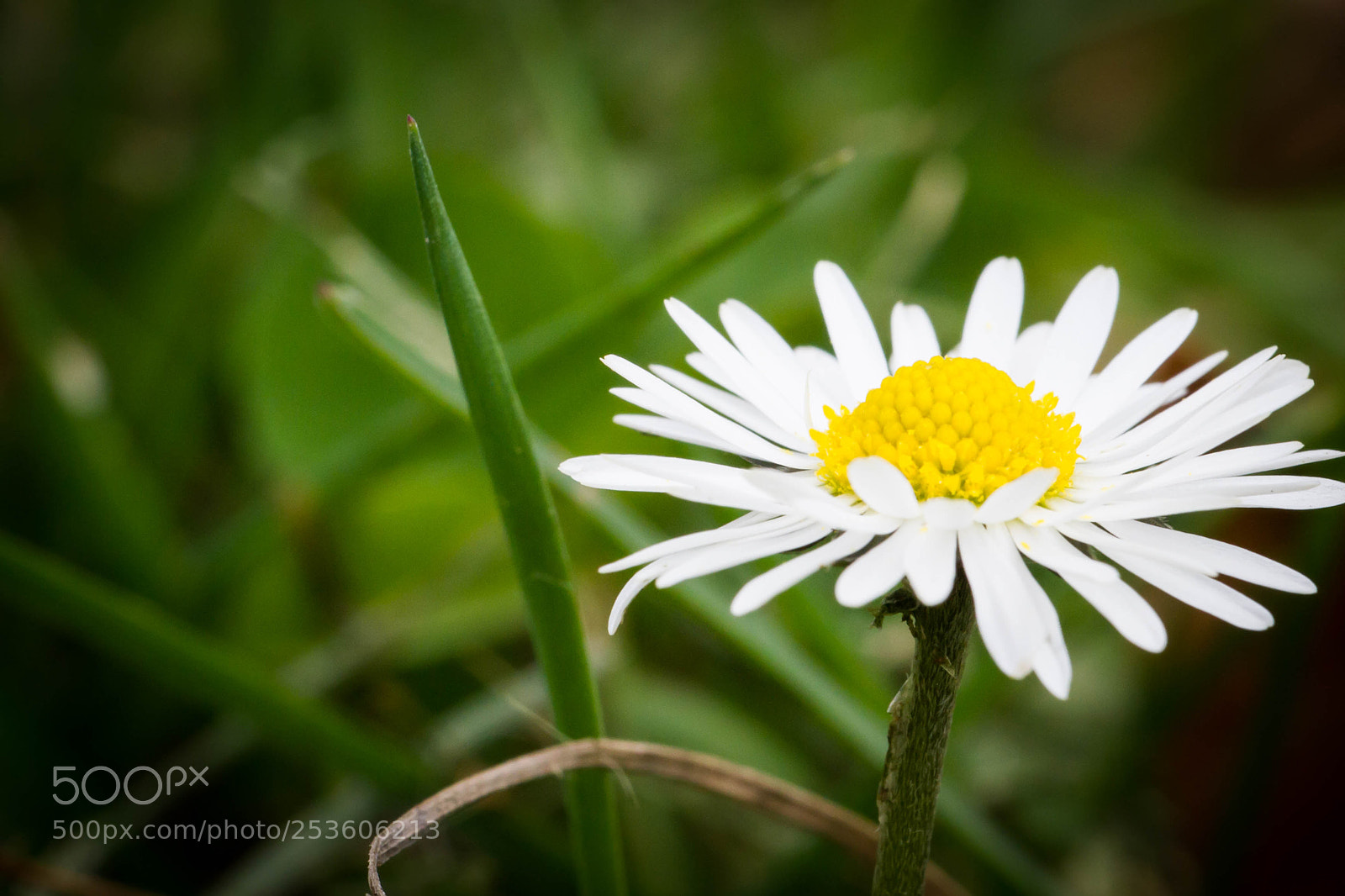 Canon EOS 7D sample photo. Nature photography