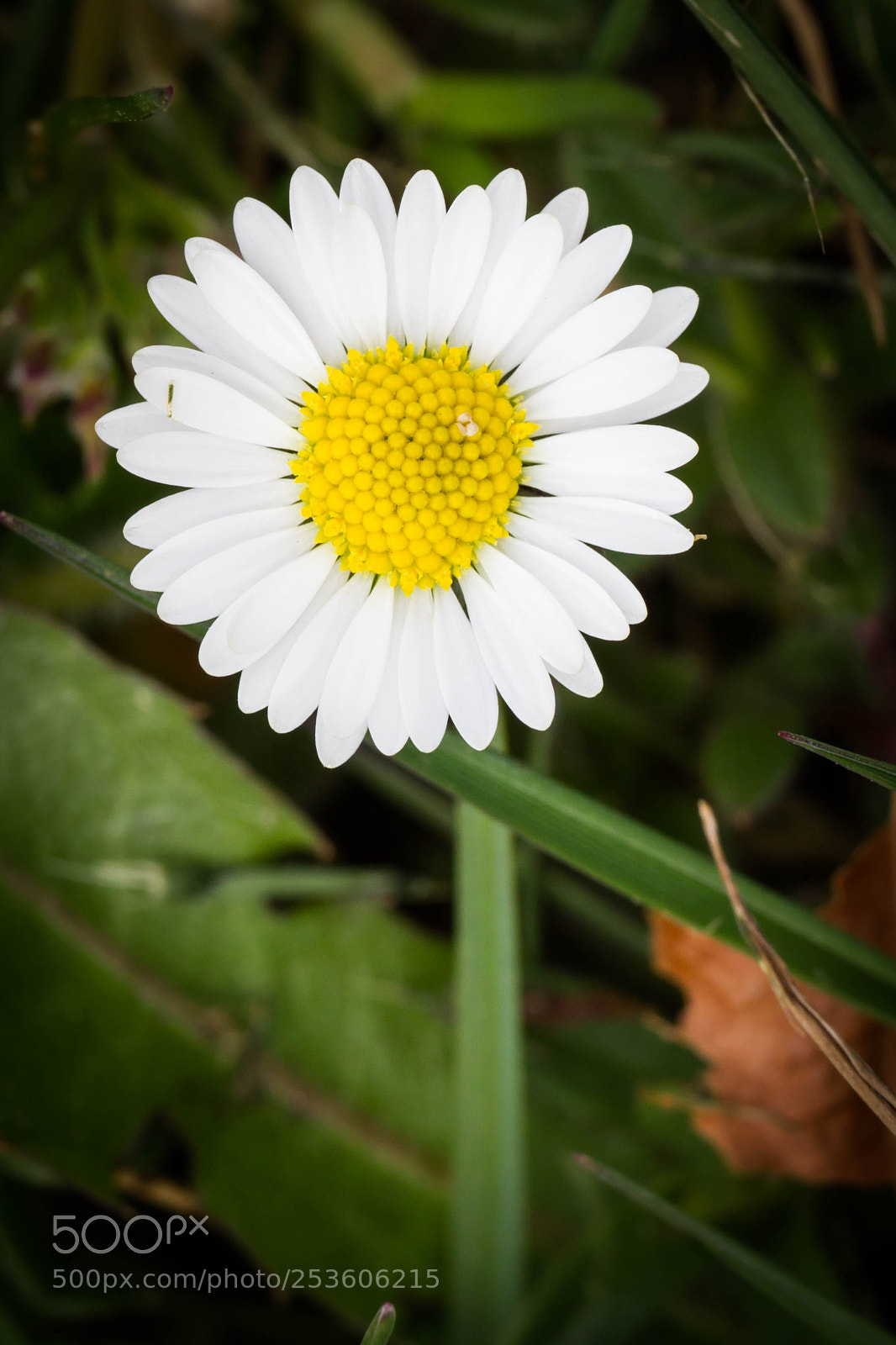 Canon EOS 7D sample photo. Nature photography