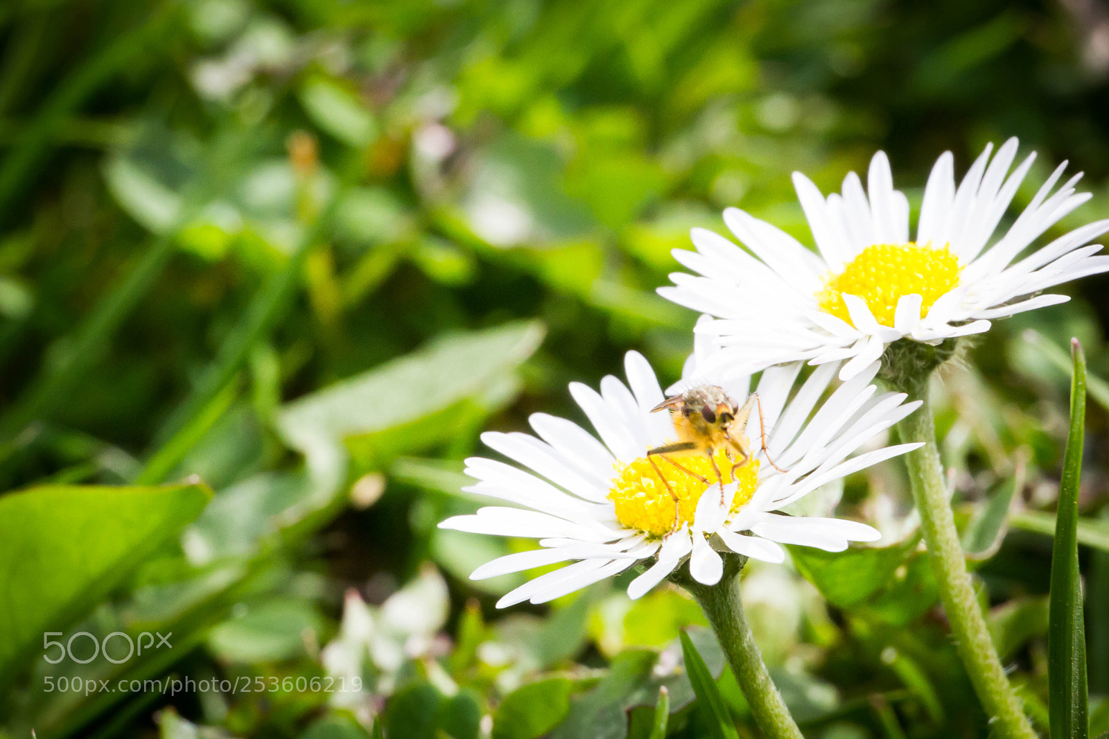 Canon EOS 7D sample photo. Nature photography