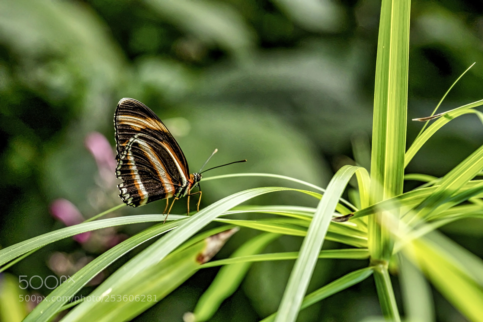 Canon EOS 5D Mark IV sample photo. Ready for takeoff photography