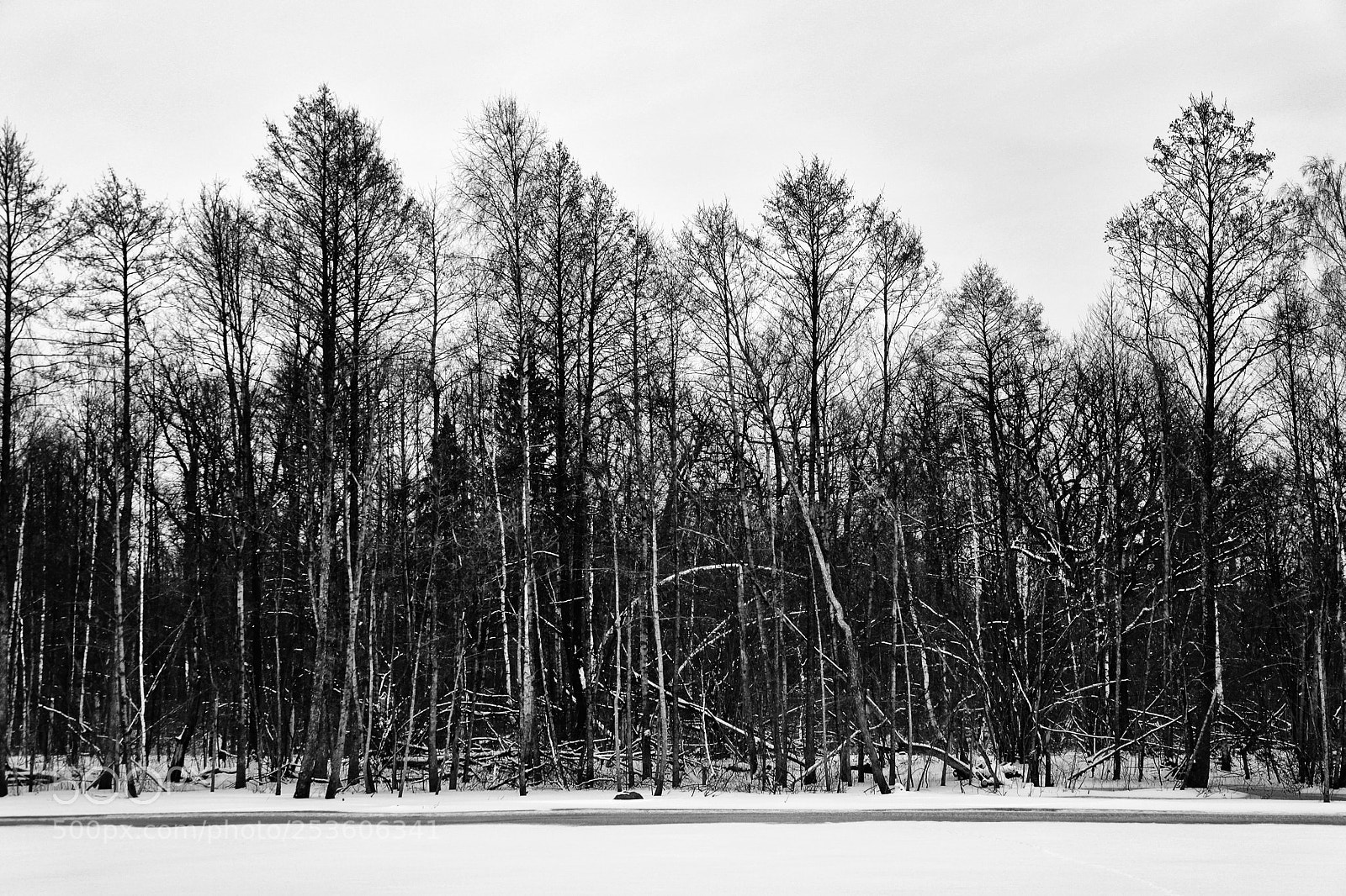 Canon EOS 6D sample photo. Black silhouettes of trees. photography