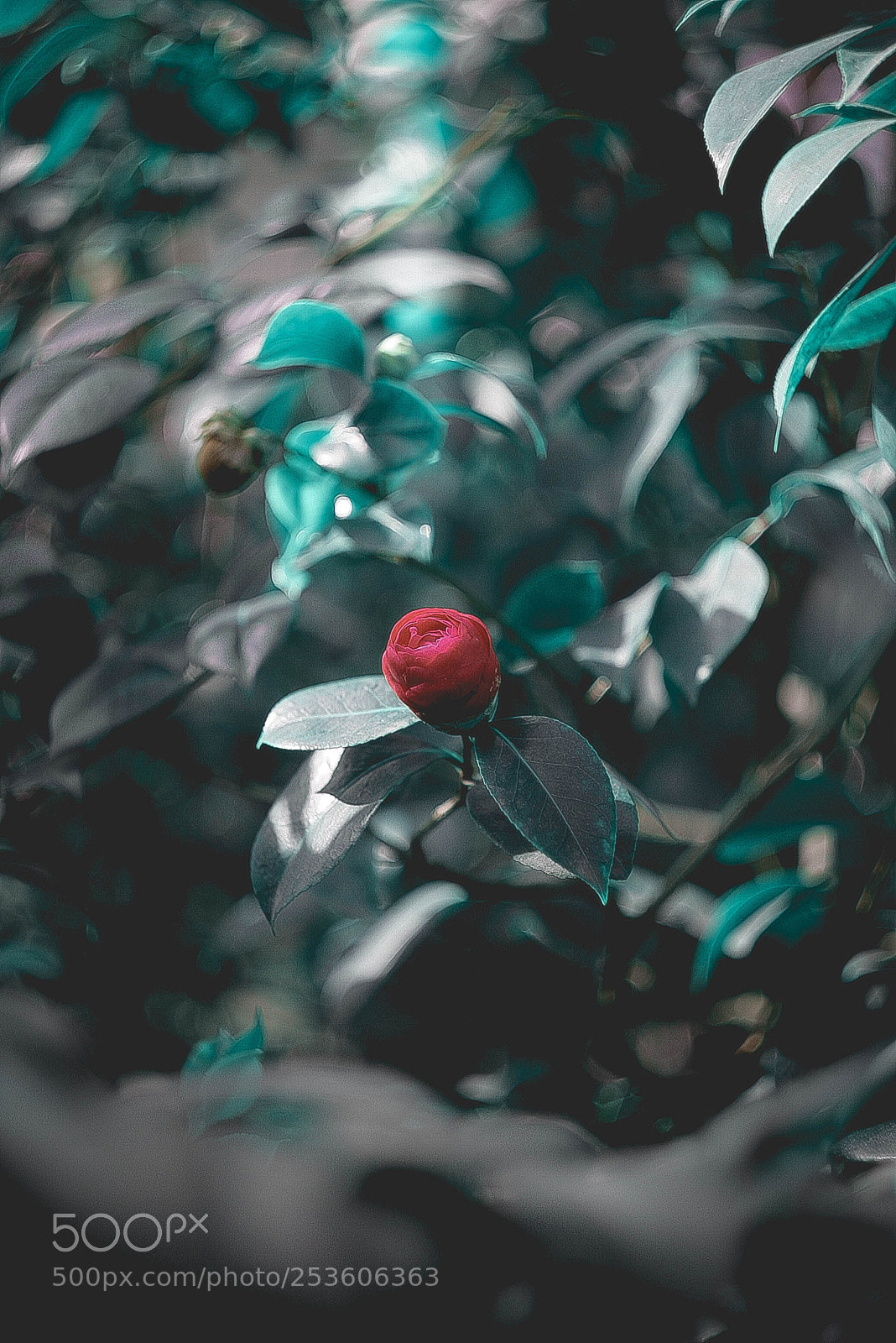 Canon EOS-1D Mark II N sample photo. Img photography