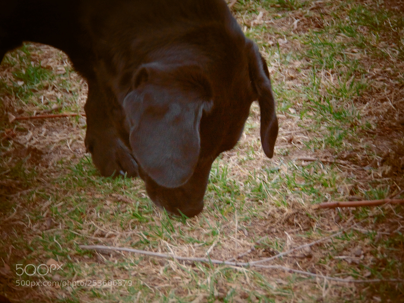 Sony Cyber-shot DSC-H300 sample photo. First time photography