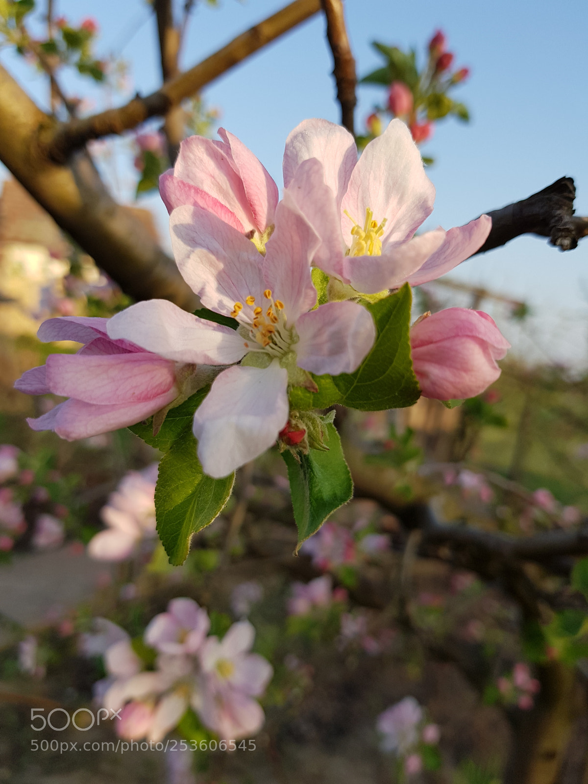 Samsung Galaxy S8 sample photo. Morning light... photography
