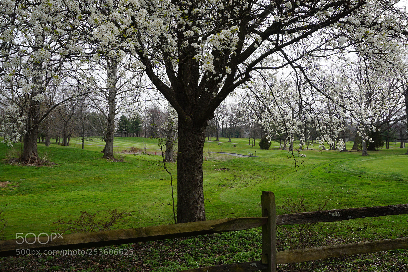 Sony a6000 sample photo. Blooming greens photography