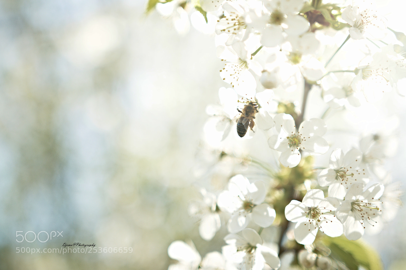Canon EOS 70D sample photo. Img photography