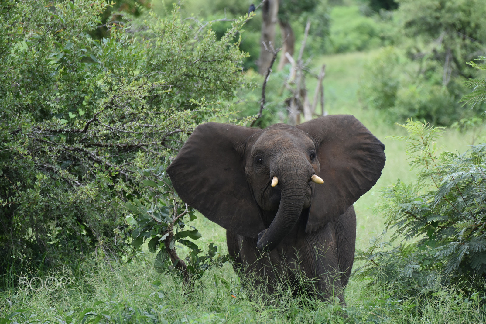 Nikon D5500 sample photo. Kruger national park photography