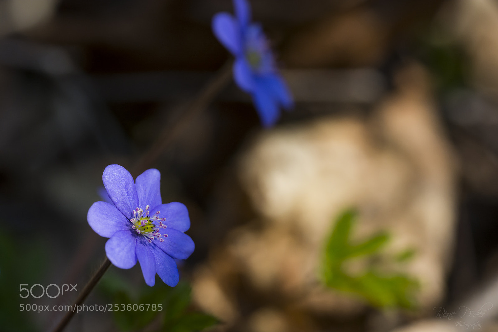 Nikon D7100 sample photo. First flowers photography