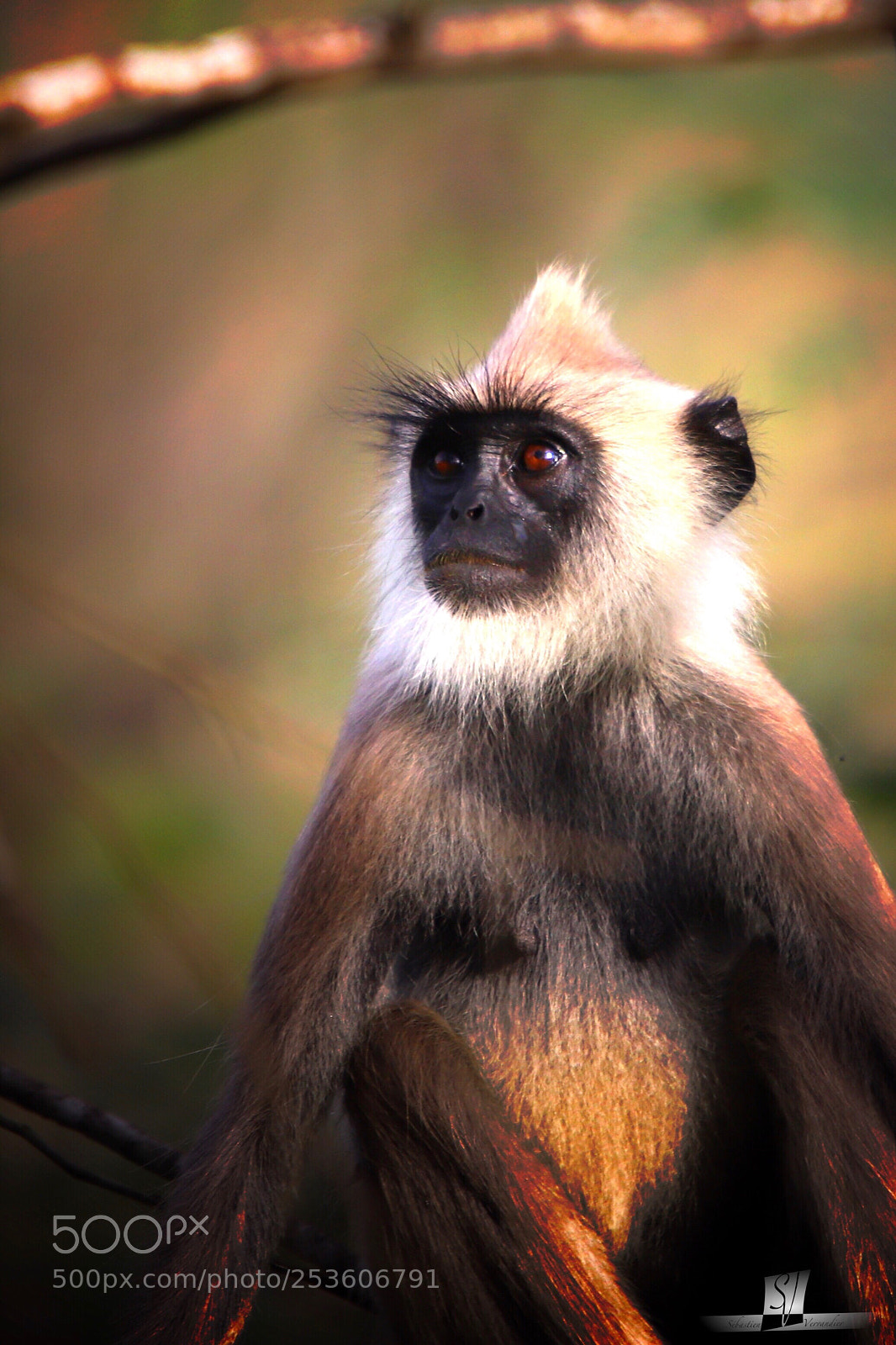 Canon EOS 6D Mark II sample photo. Langur gris - sri photography