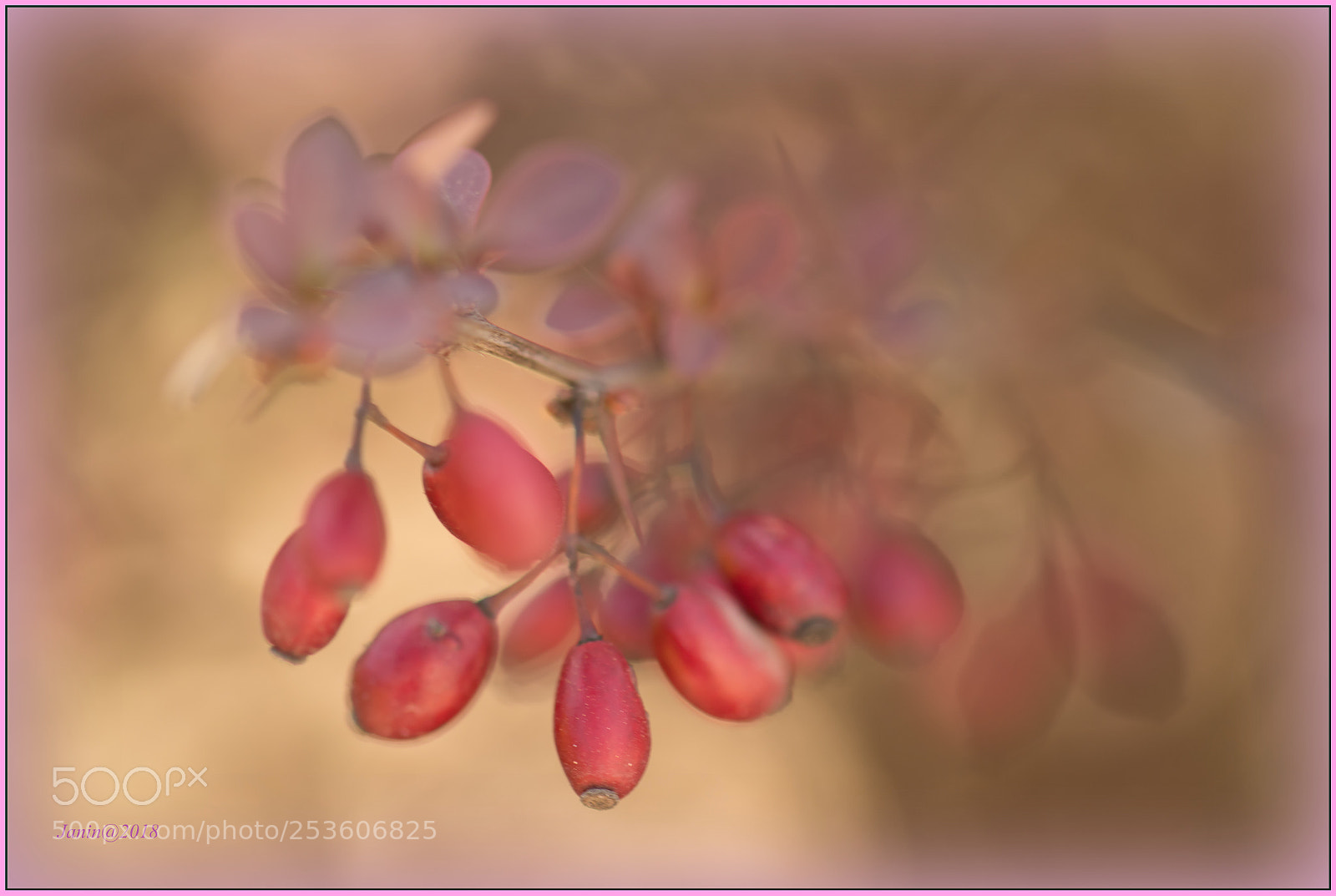 Canon EOS 77D (EOS 9000D / EOS 770D) sample photo. Red and pink photography
