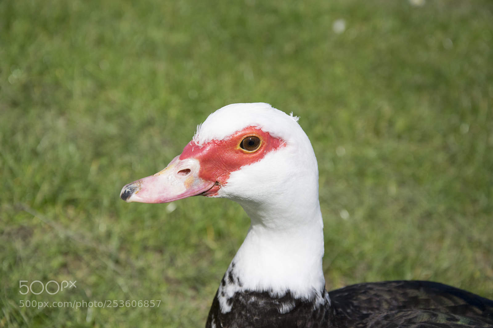 Nikon D5300 sample photo. Duck photography