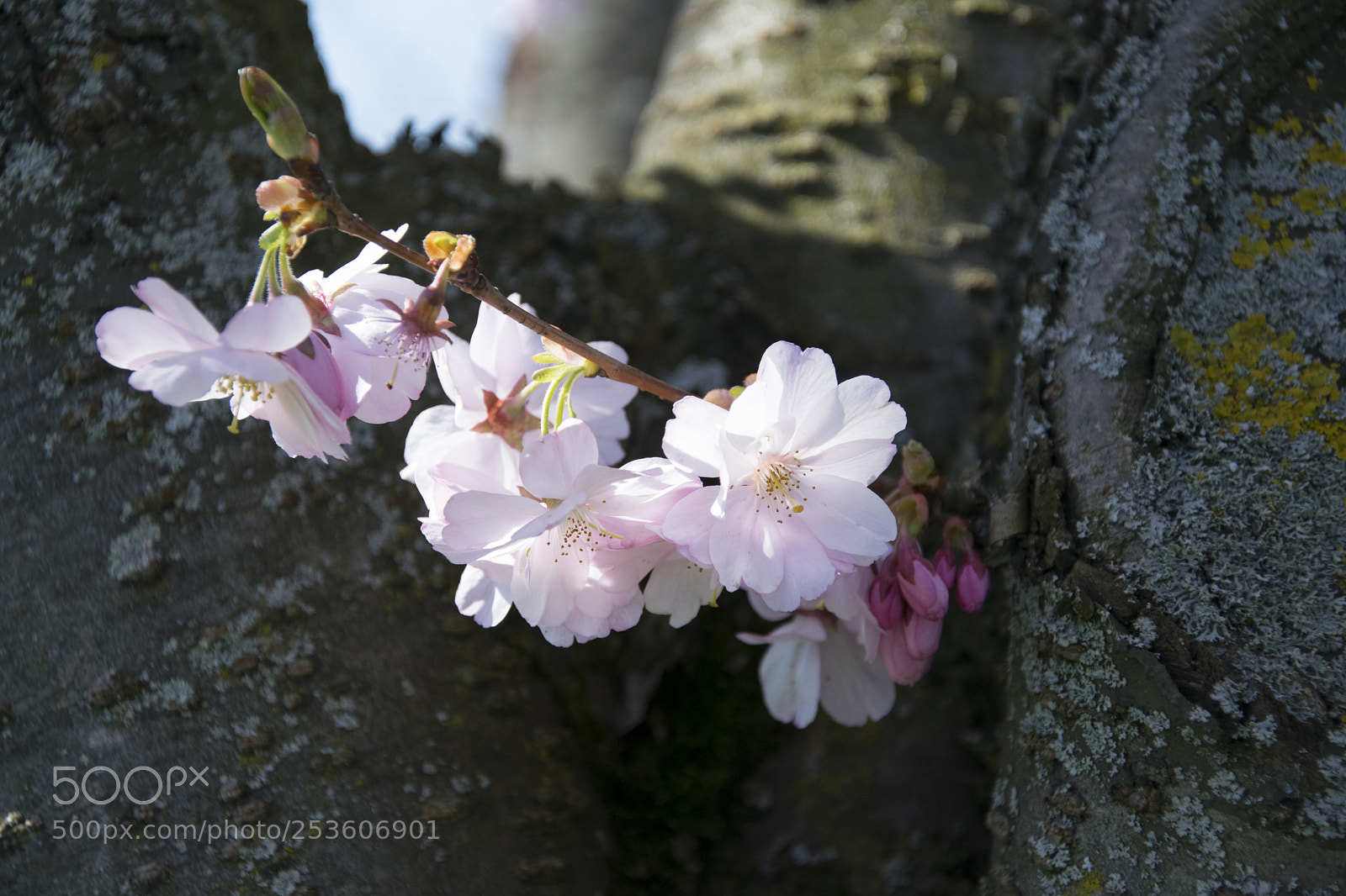 Nikon D5300 sample photo. Tree flower photography