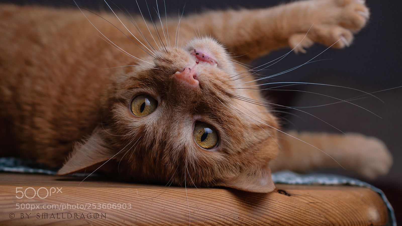 Nikon D5000 sample photo. Bilbo on the table photography