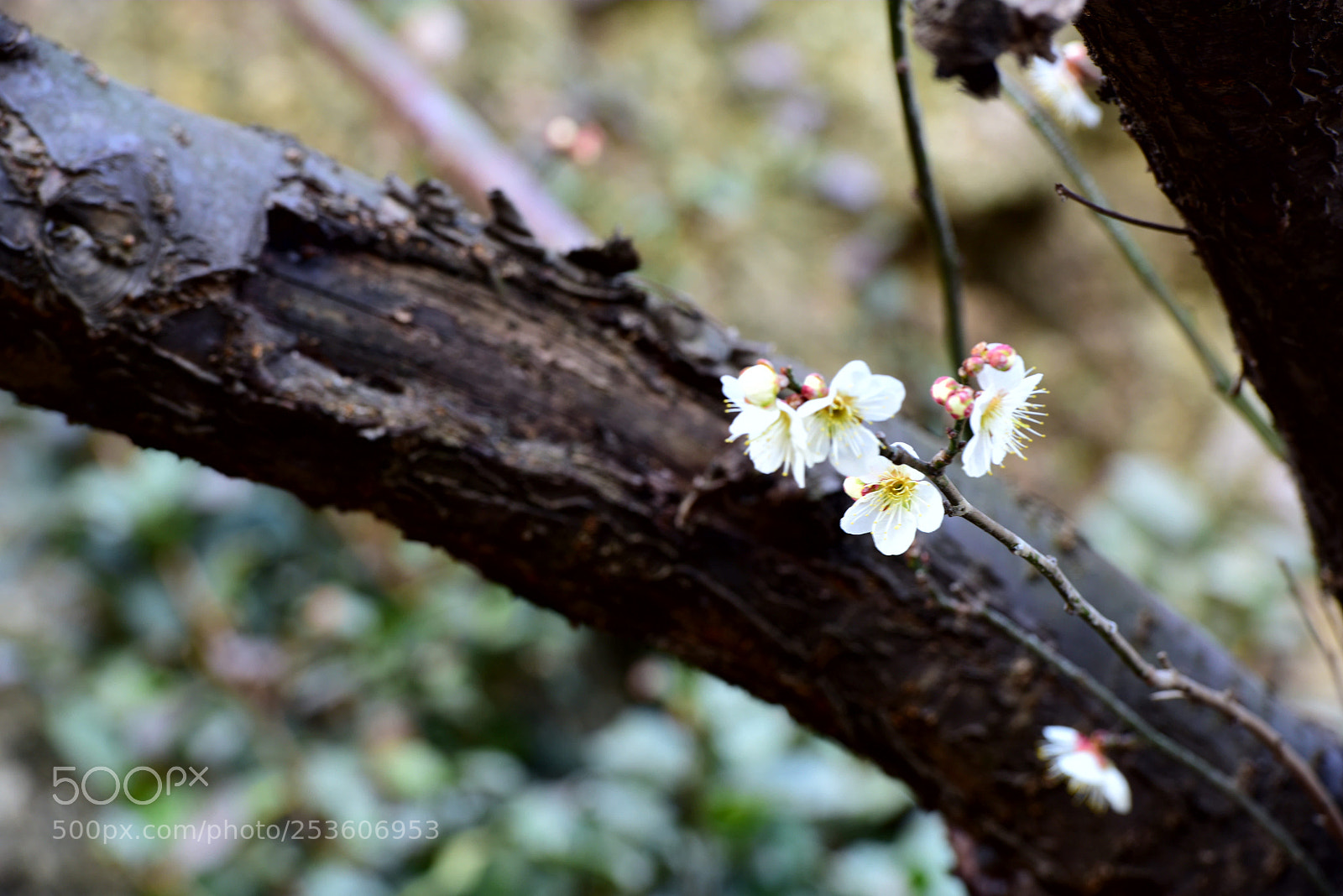 Nikon D810 sample photo. Spring photography