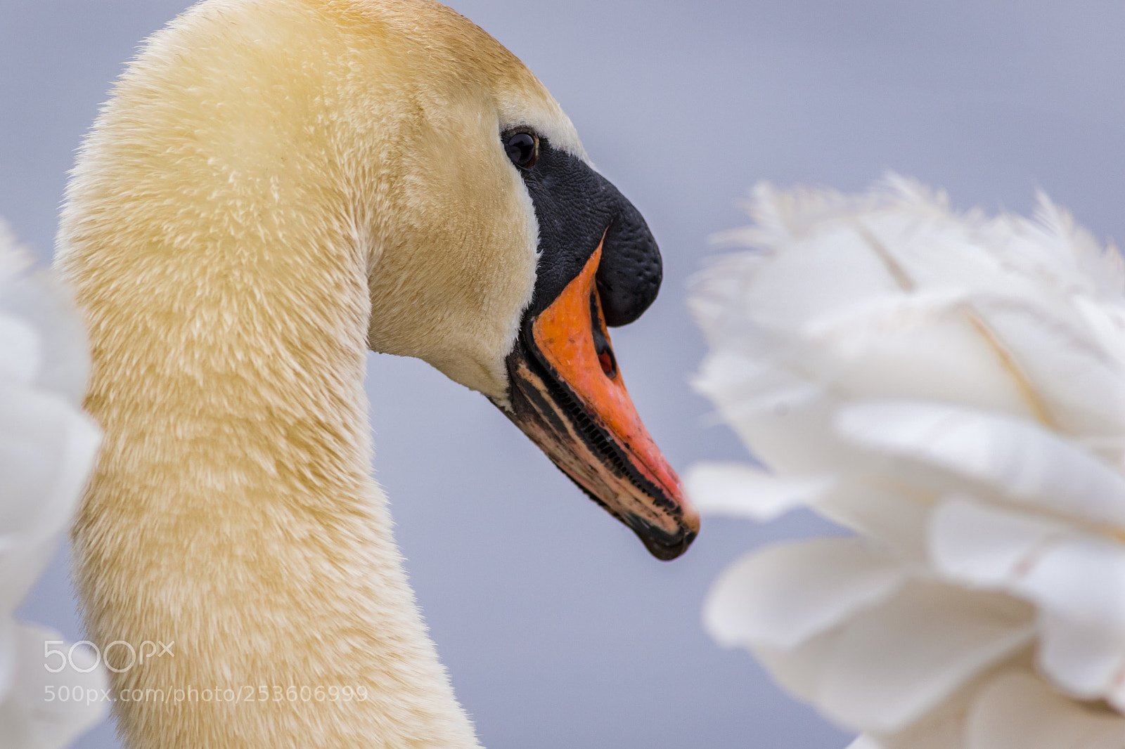 Canon EOS 7D Mark II sample photo. Gracefull... photography