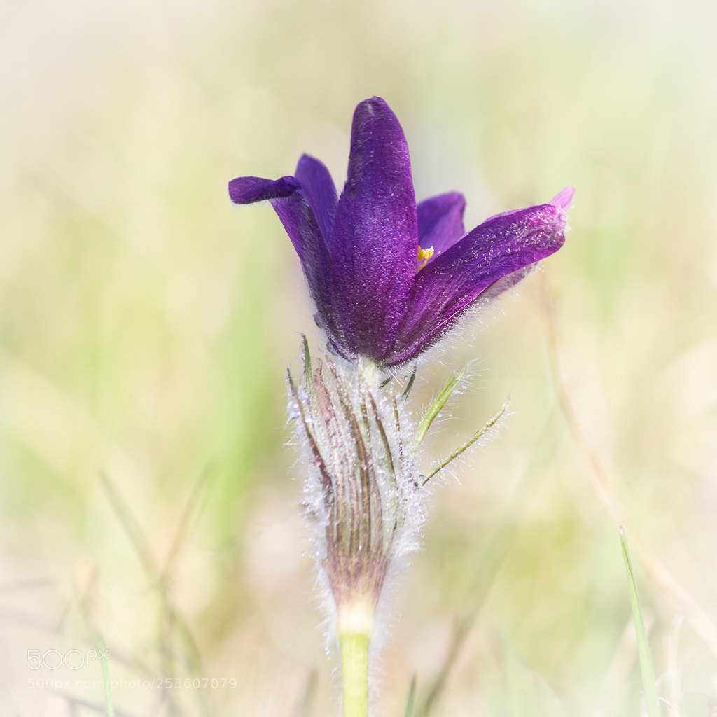 Canon EOS 60D sample photo. Pulsatilla photography