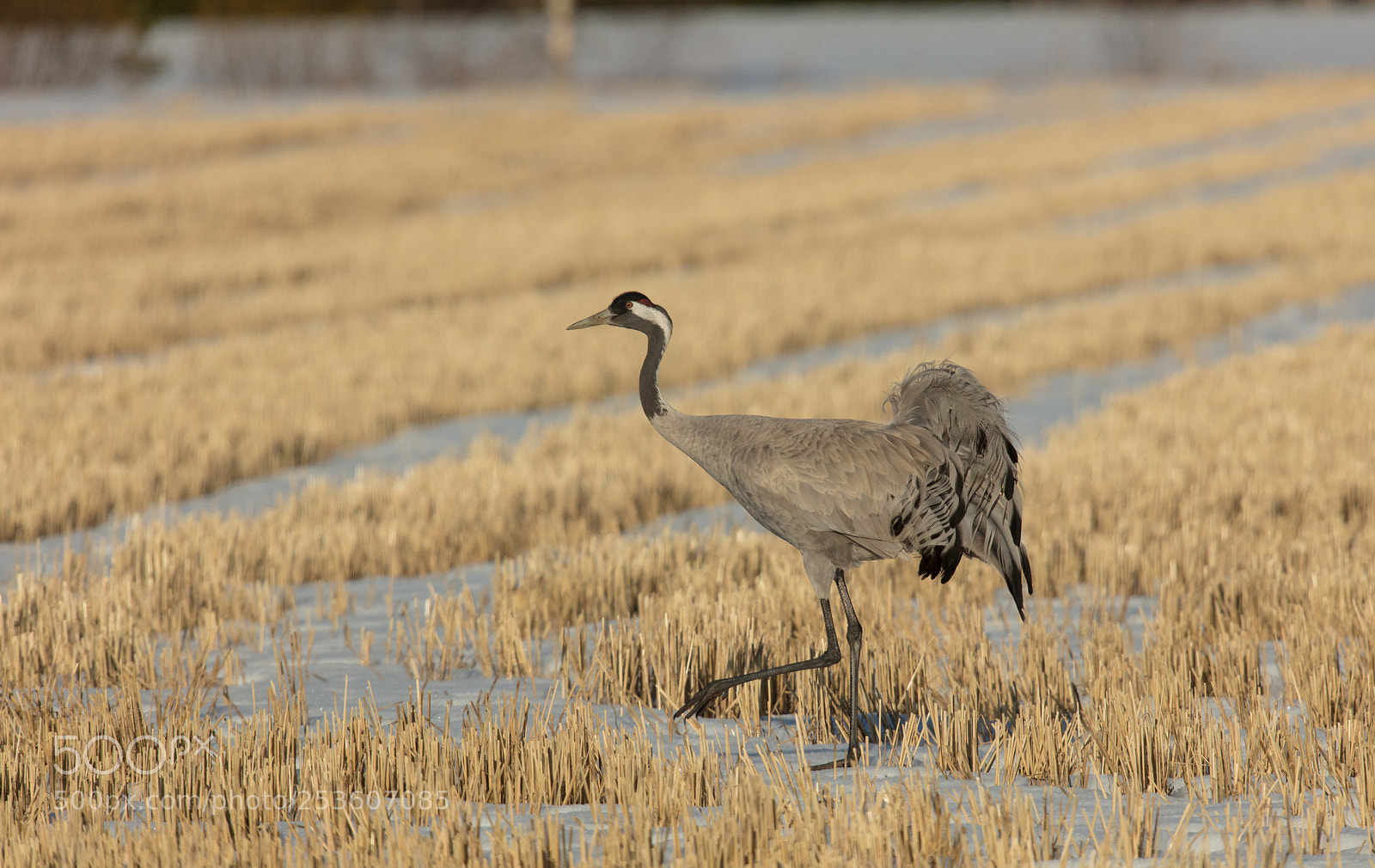 Canon EOS 5DS sample photo. Common crane photography