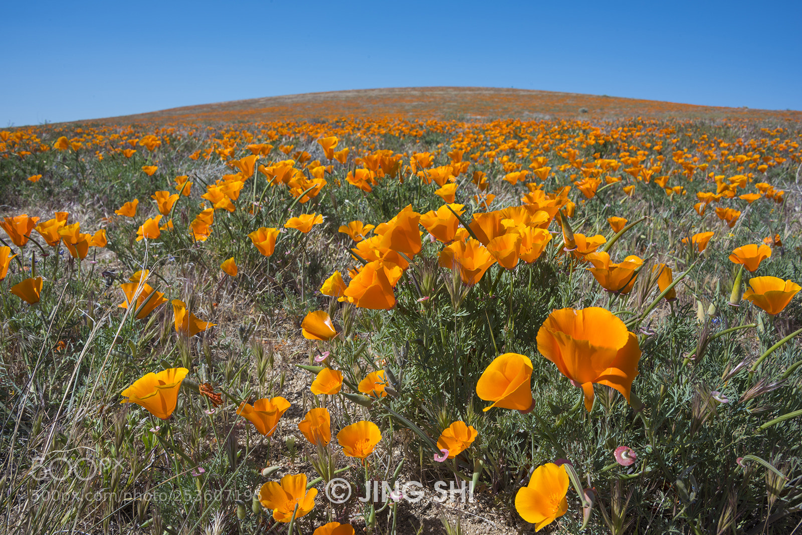 Nikon D810 sample photo. Flaming flowers photography