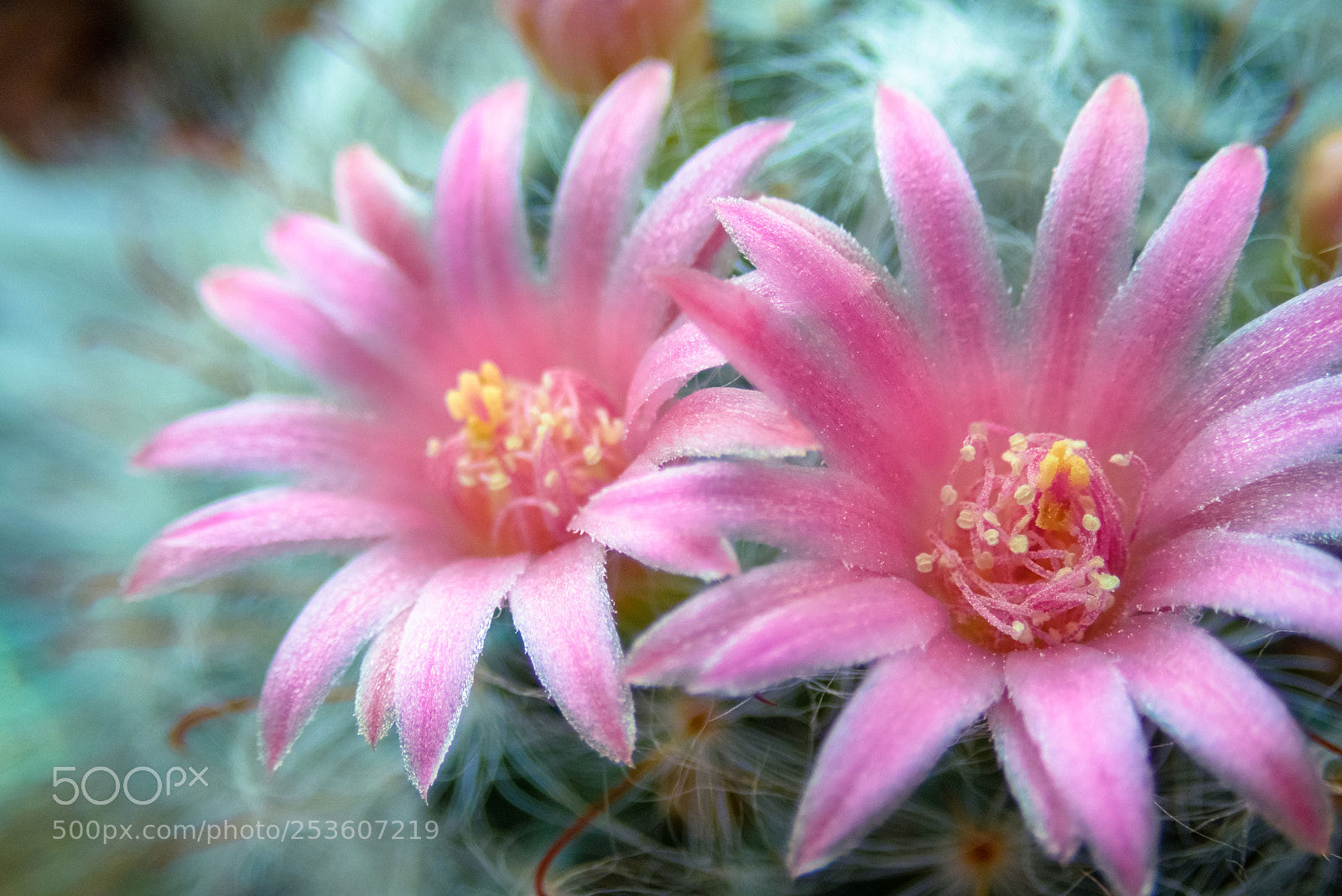 Olympus TG-5 sample photo. Flower mammillaria bocasana cactus. photography