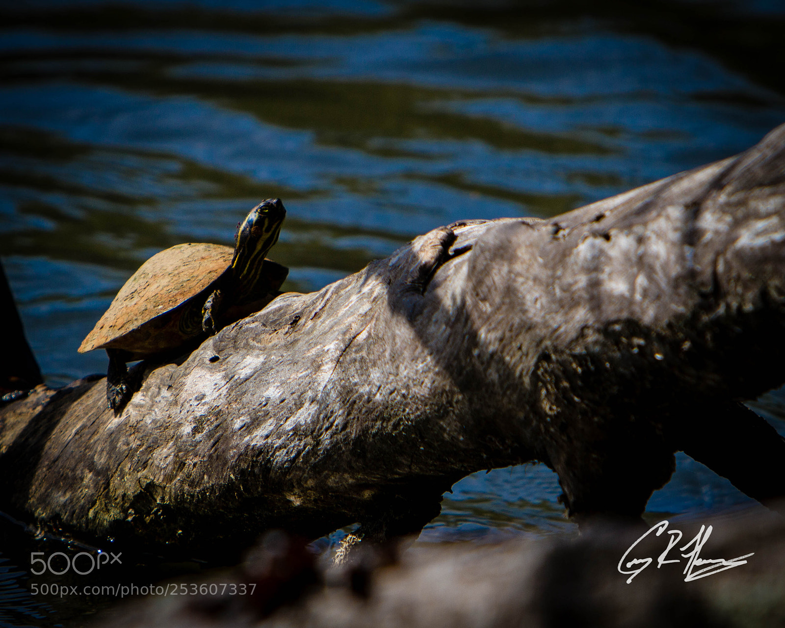 Canon EOS 7D sample photo. Untitled photography