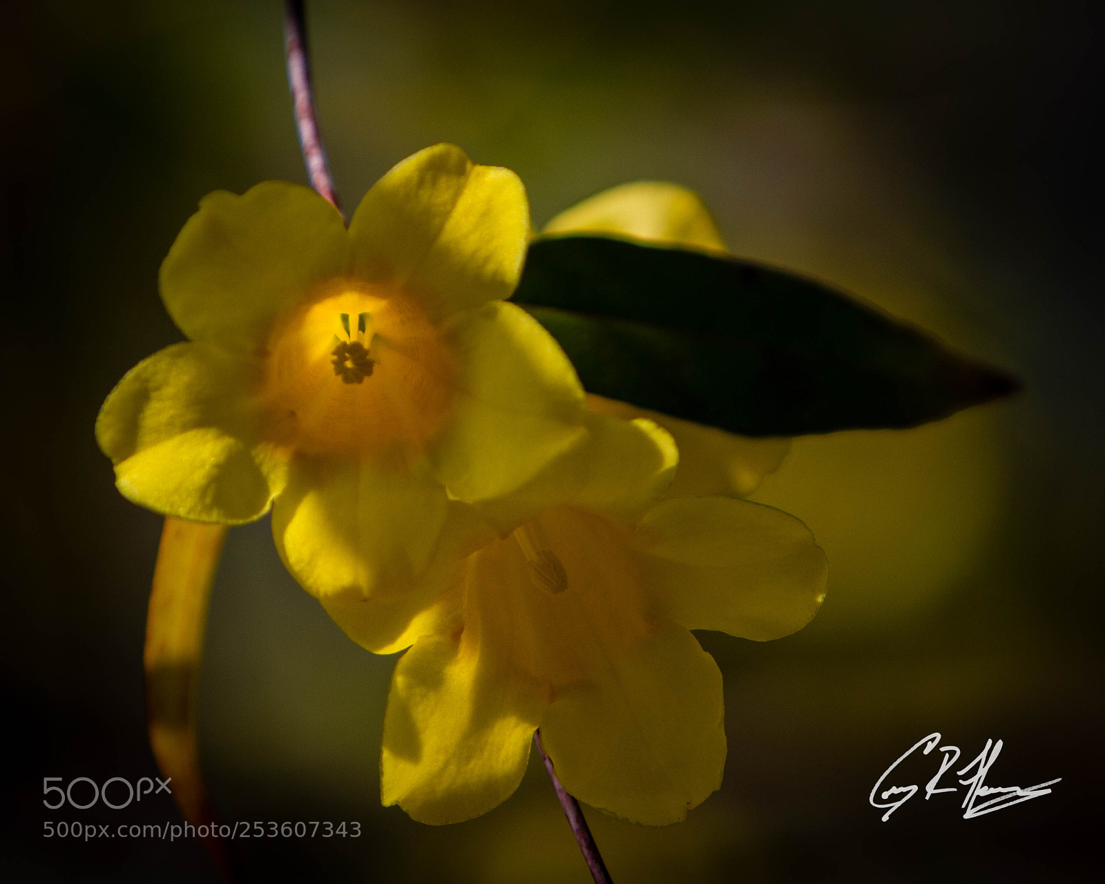 Canon EOS 7D sample photo. Untitled photography