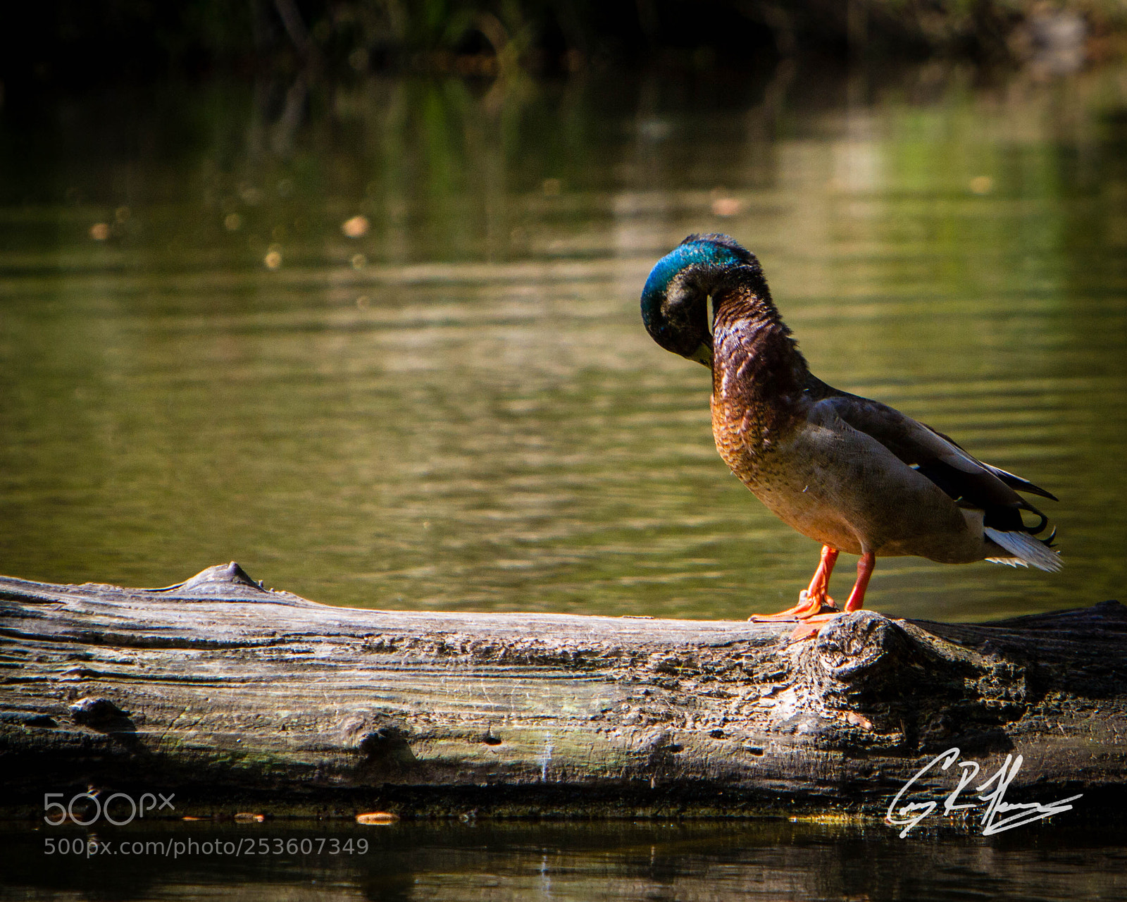 Canon EOS 7D sample photo. Untitled photography