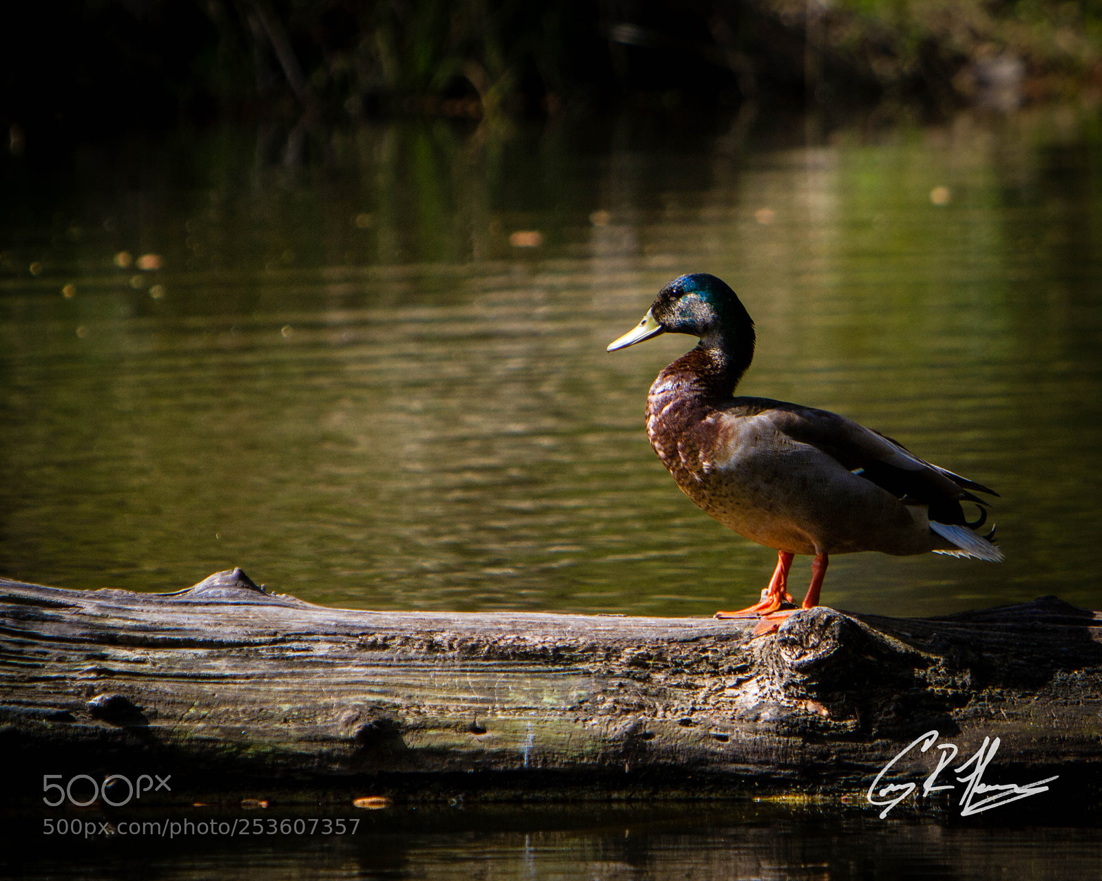 Canon EOS 7D sample photo. Untitled photography