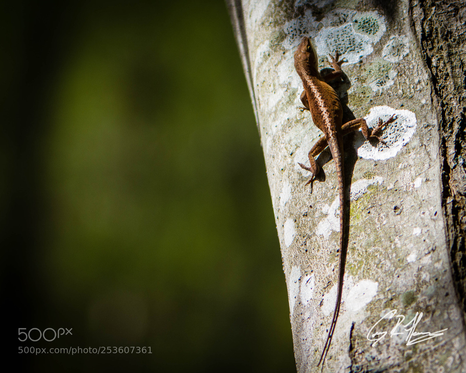 Canon EOS 7D sample photo. Untitled photography