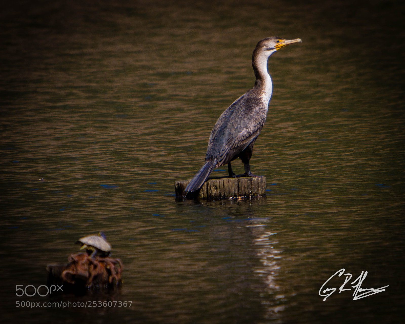 Canon EOS 7D sample photo. Untitled photography