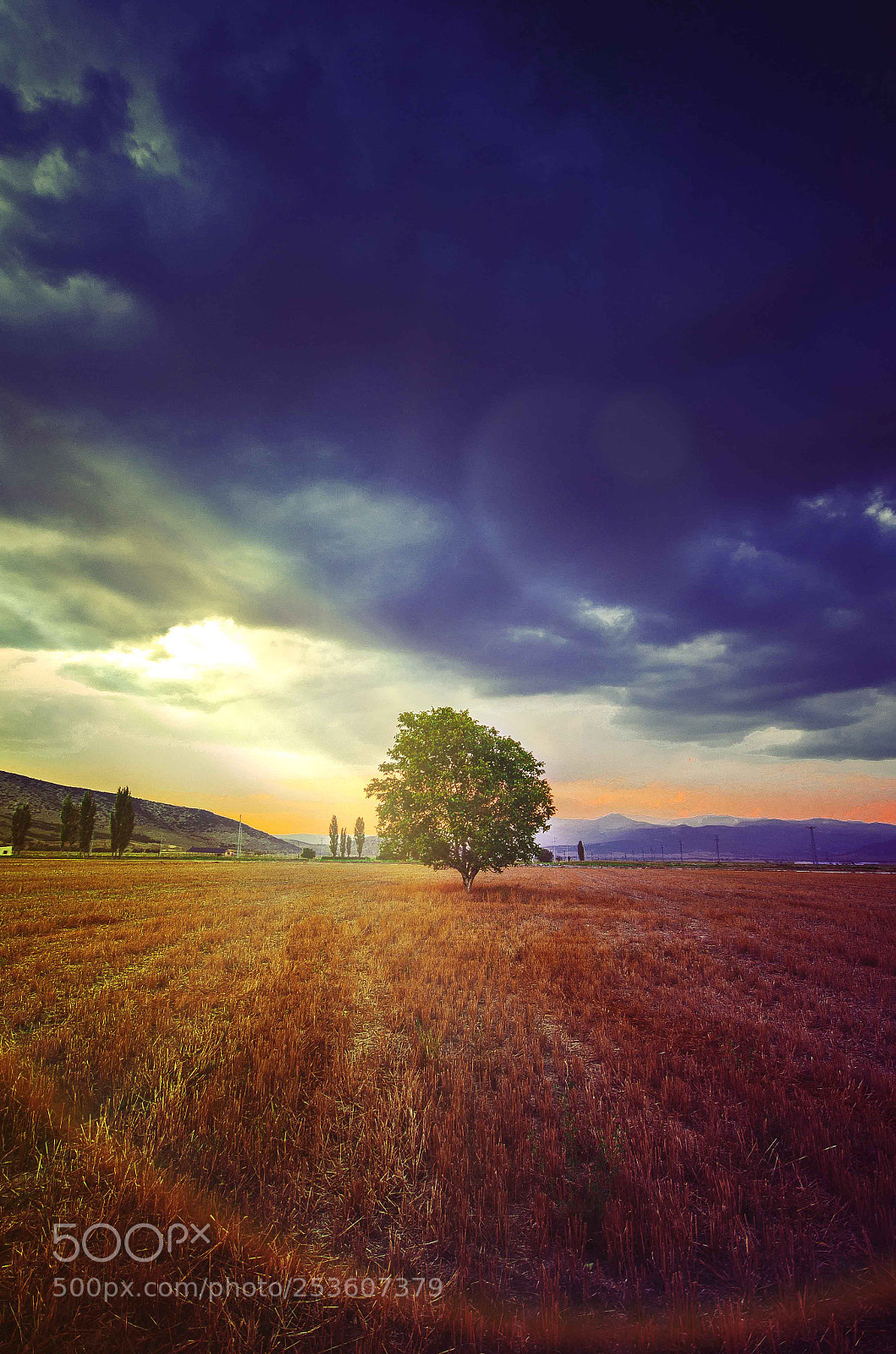 Nikon D5100 sample photo. Alone photography