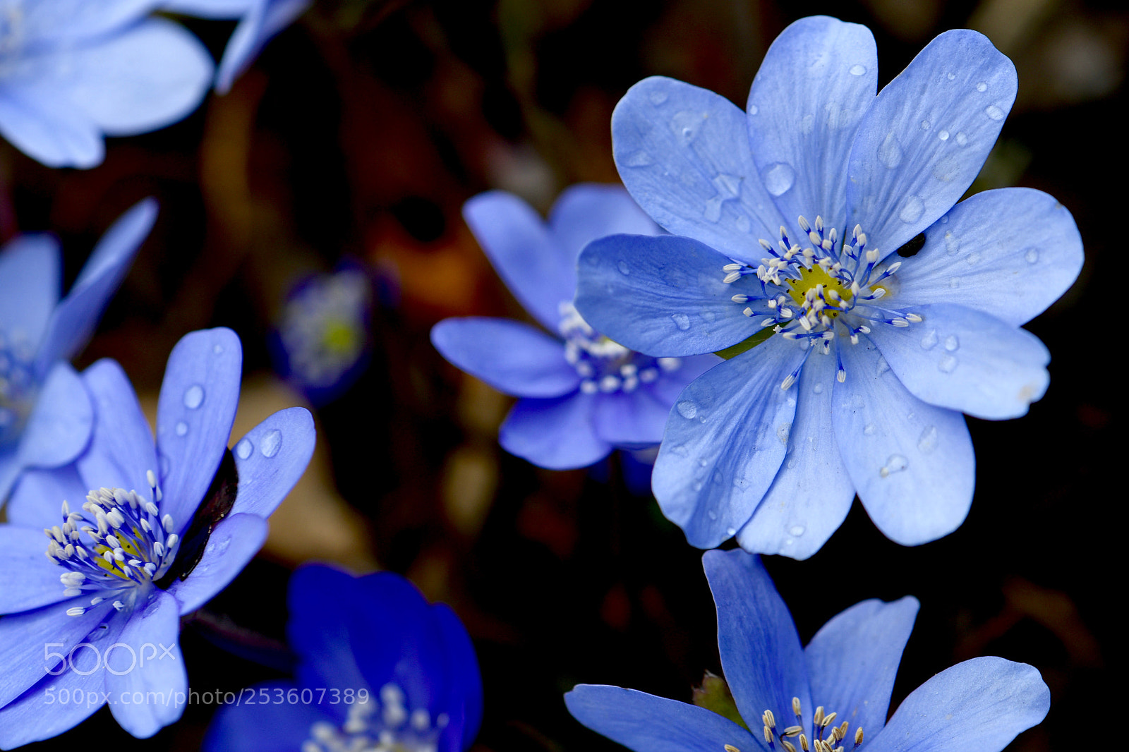 Nikon D500 sample photo. Untitled photography
