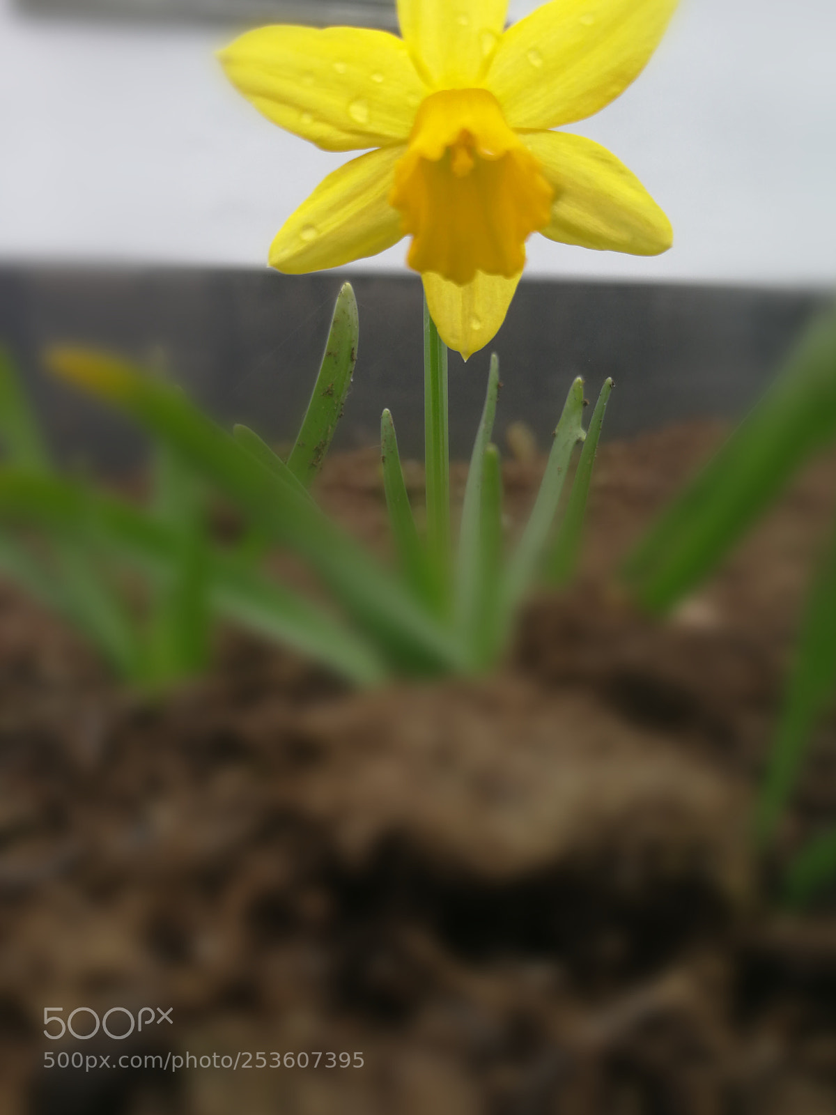HUAWEI P10 sample photo. Untitled photography