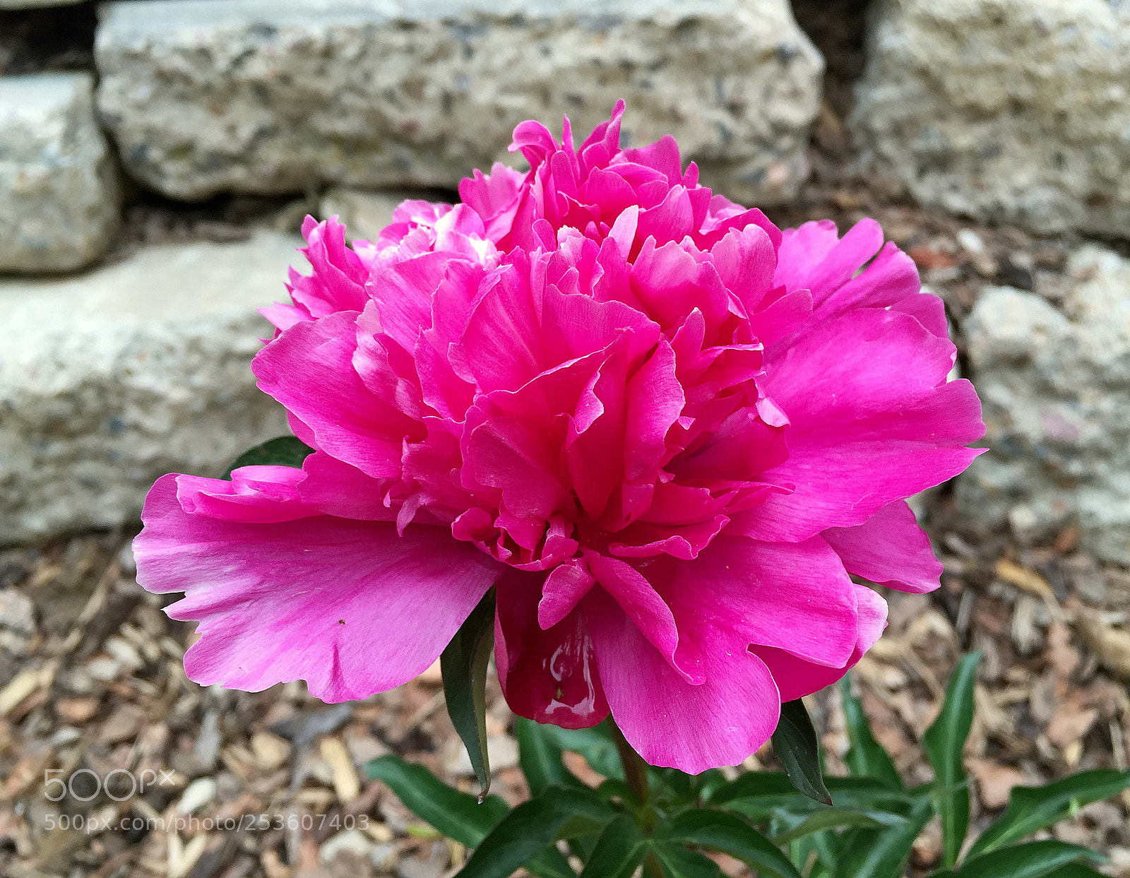 Apple iPhone 6 Plus sample photo. Ke peony photography