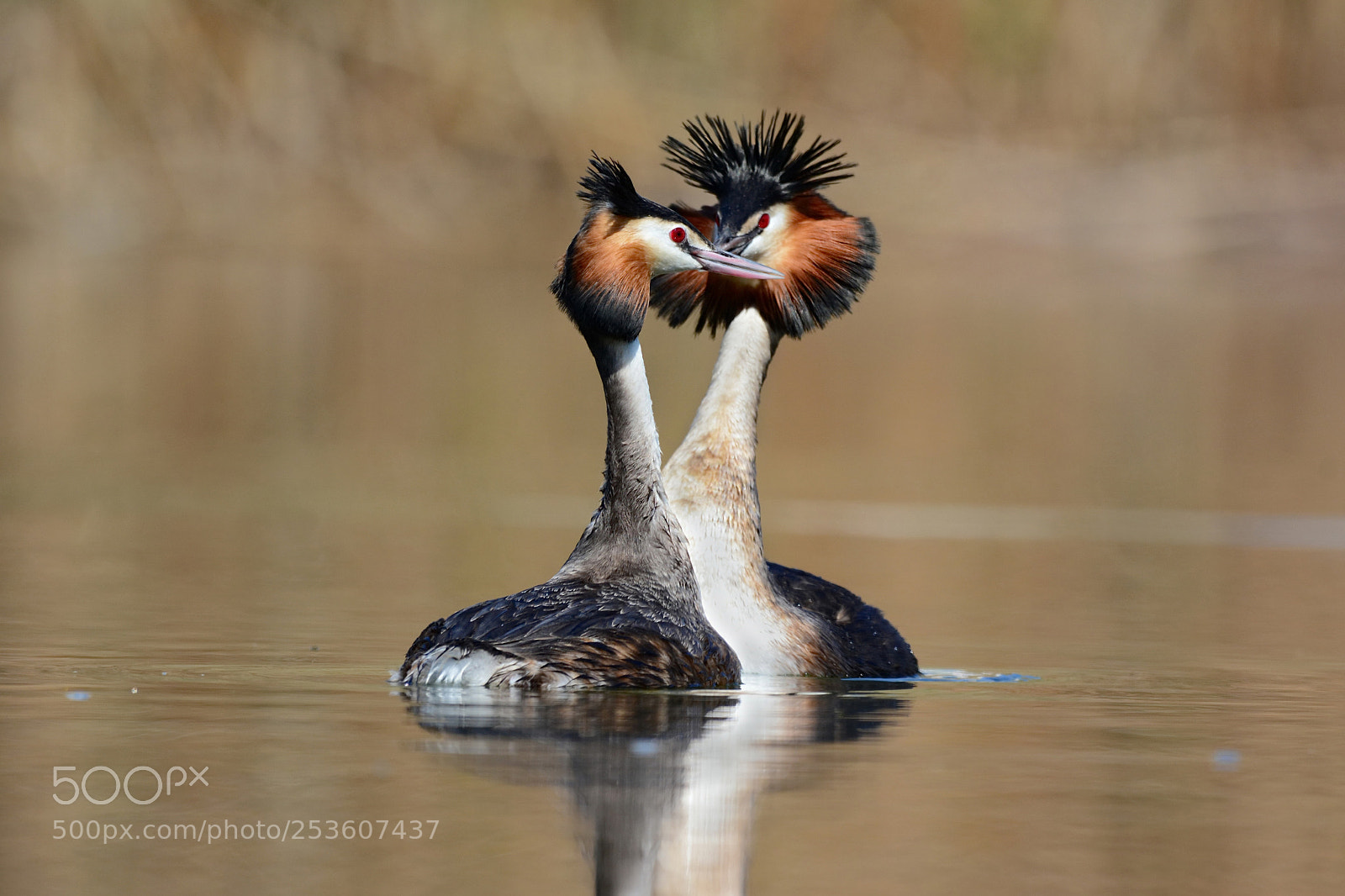 Nikon D7100 sample photo. Большие поганки. (great grebe) photography