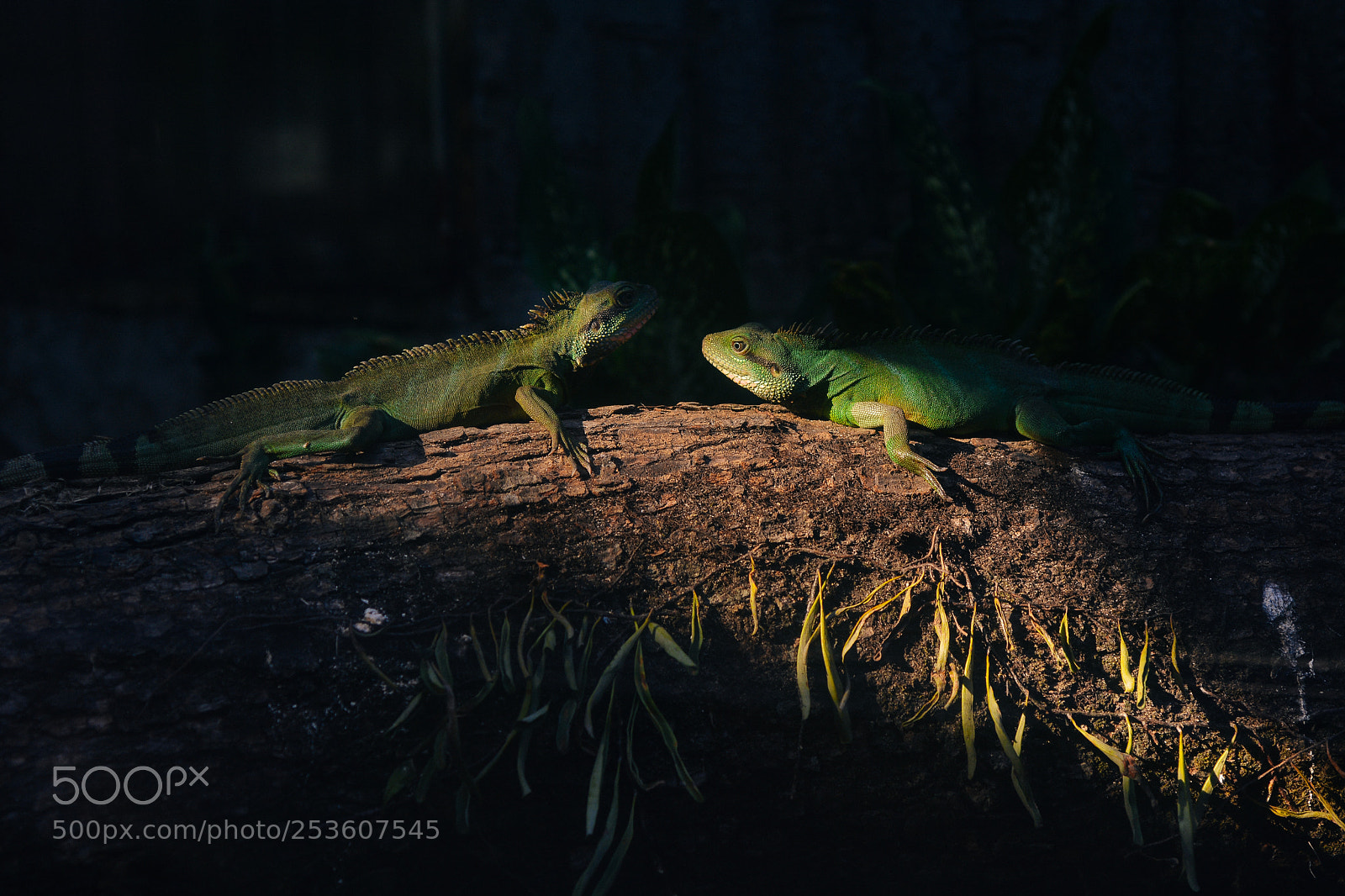 Nikon D7100 sample photo. Rest photography