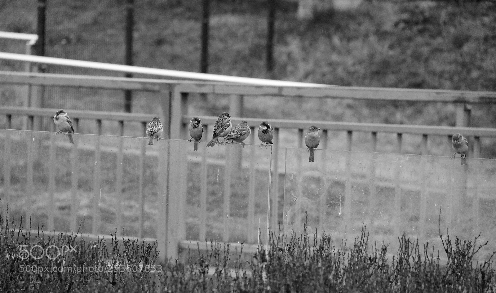 Canon EOS 600D (Rebel EOS T3i / EOS Kiss X5) sample photo. Sparrows in tbilisi photography