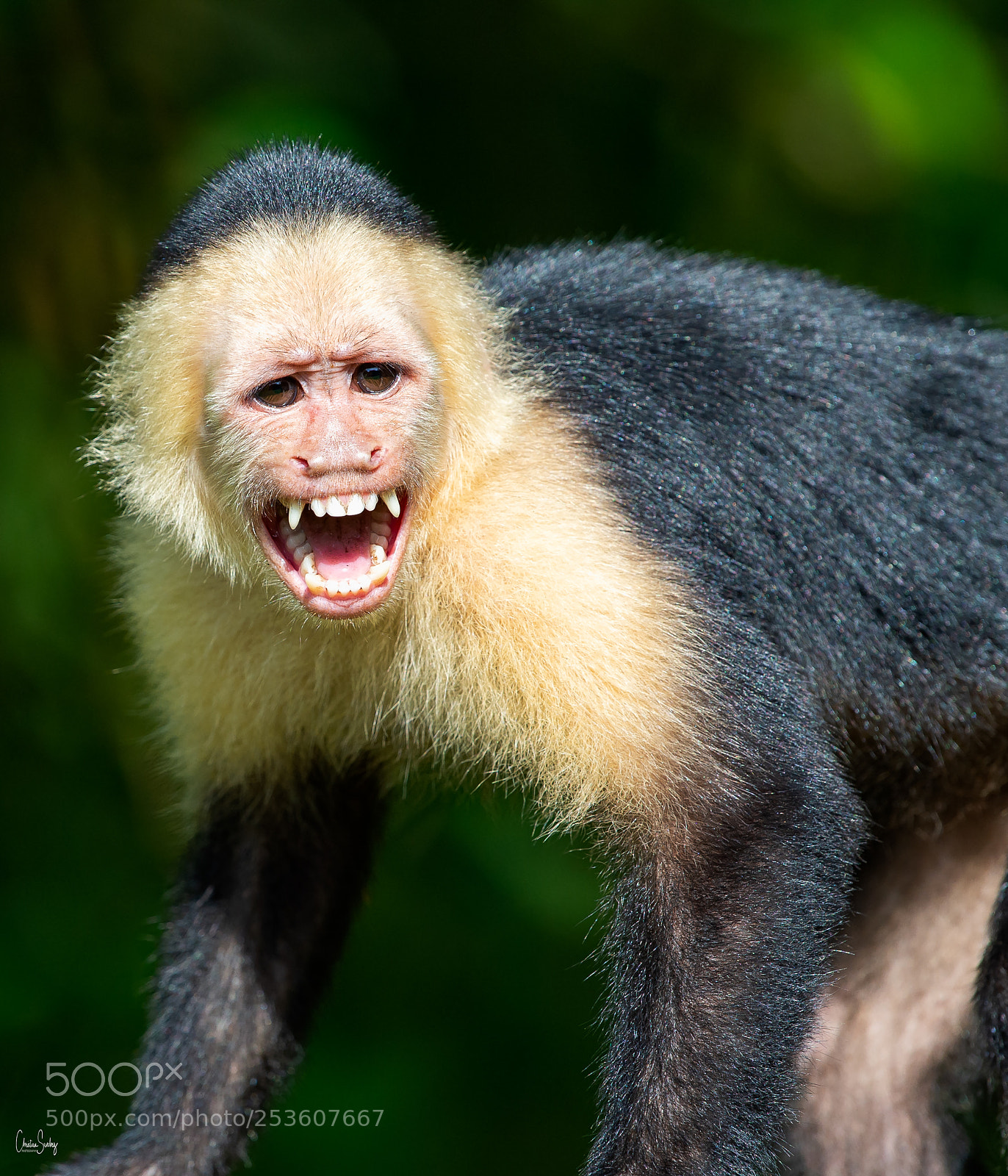 Nikon D4 sample photo. White-throated capuchin photography